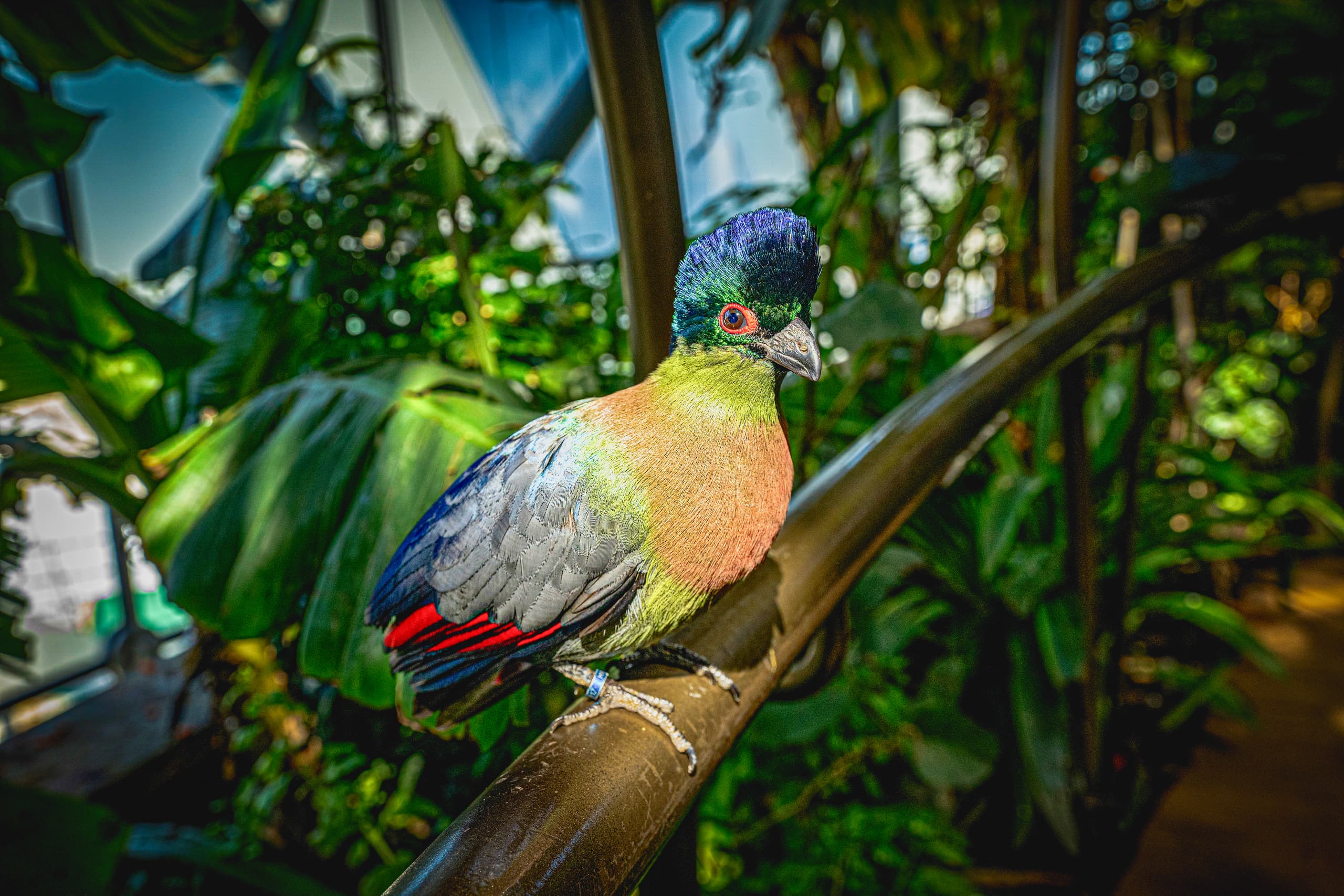 Close-up photograph of a brightly colored bird with a textured blue crest and red eye ring resting on a metal railing inside a lush green indoor habitat.
