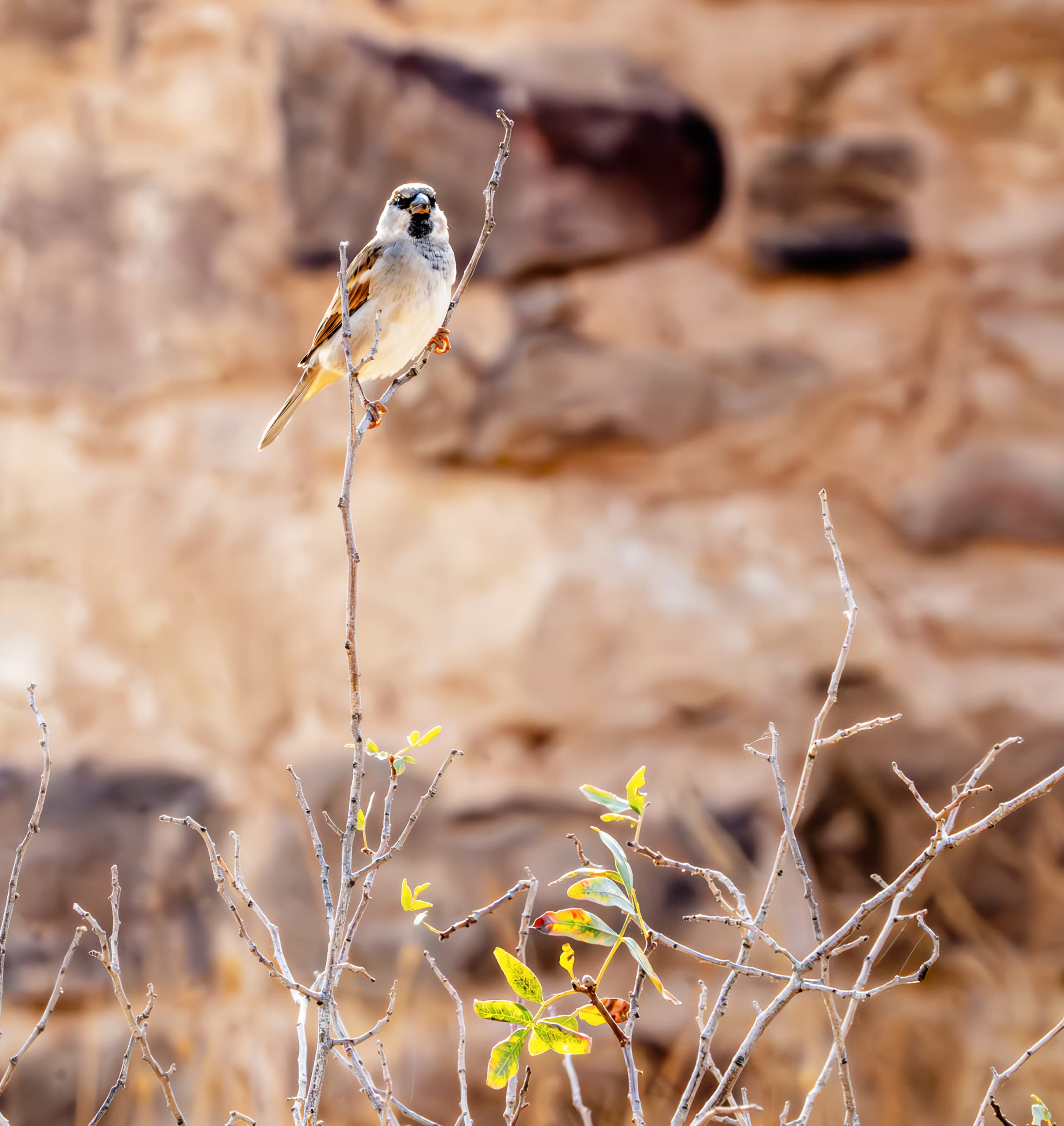0 Animals Bird Daha Jordan 0, a fine-art photograph by Ali Abu Ras