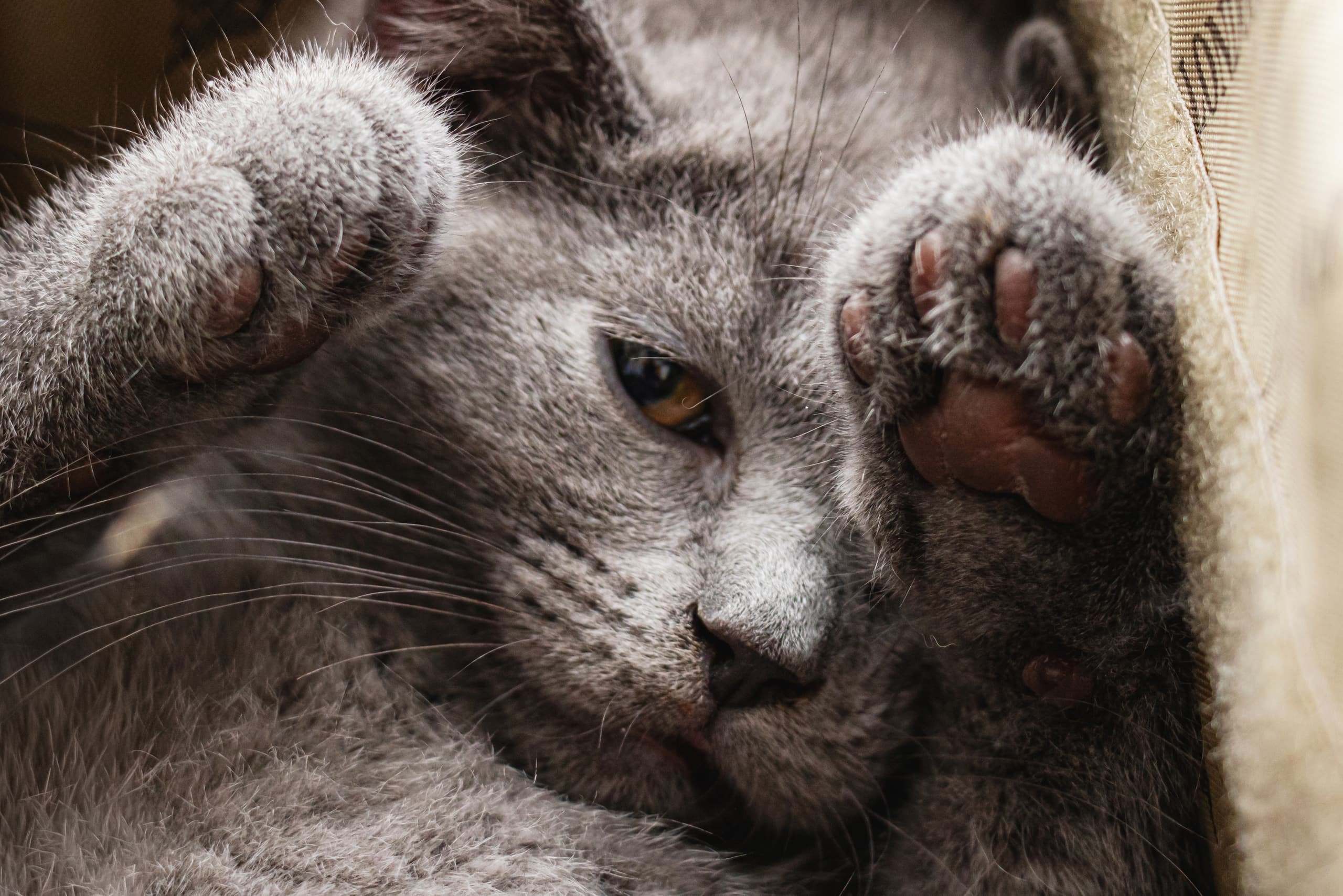 Animale CAT Gray Eyes BOX, a fine-art photograph by Ali Abu Ras