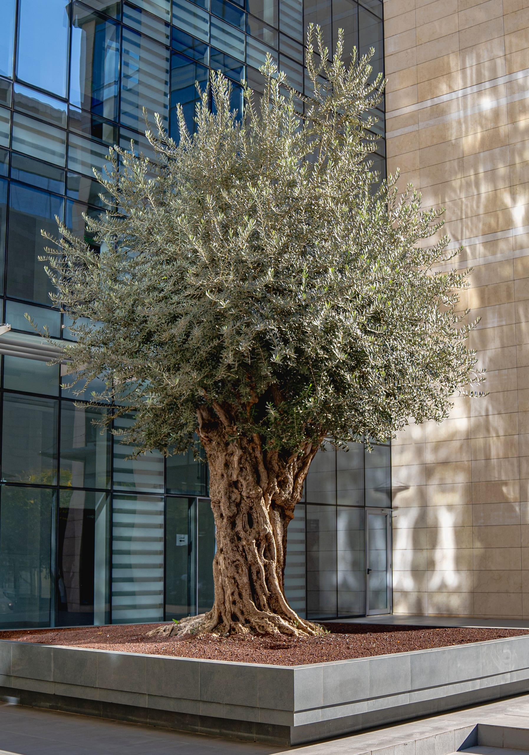 Olive Tree Building, a fine-art photograph by Ali Abu Ras