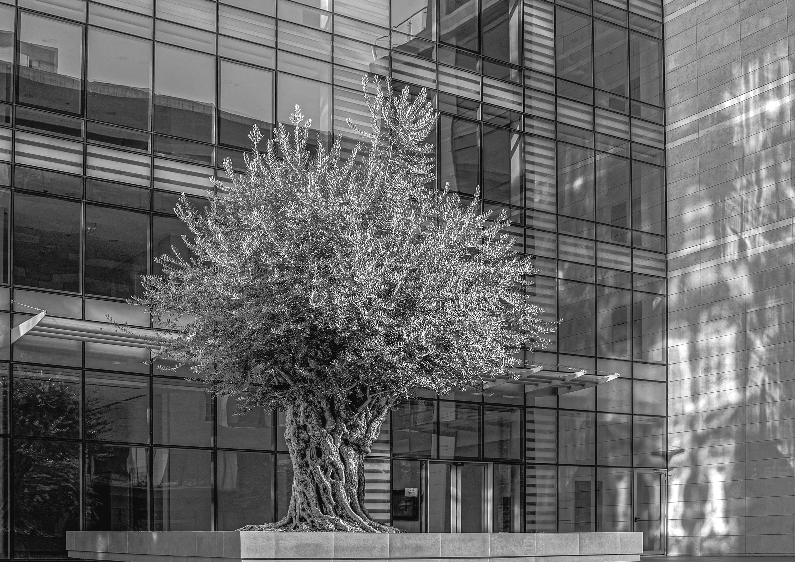 Olive Tree Building, a fine-art photograph by Ali Abu Ras