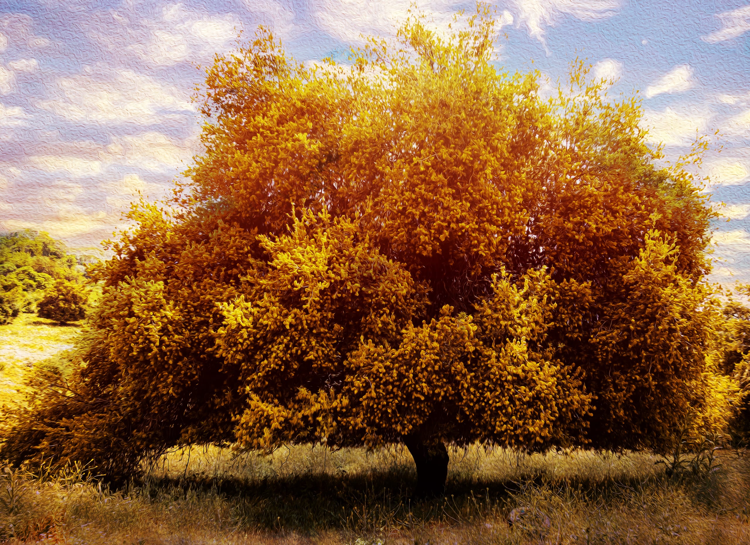 Tree Fine ART OIL, a fine-art photograph by Ali Abu Ras