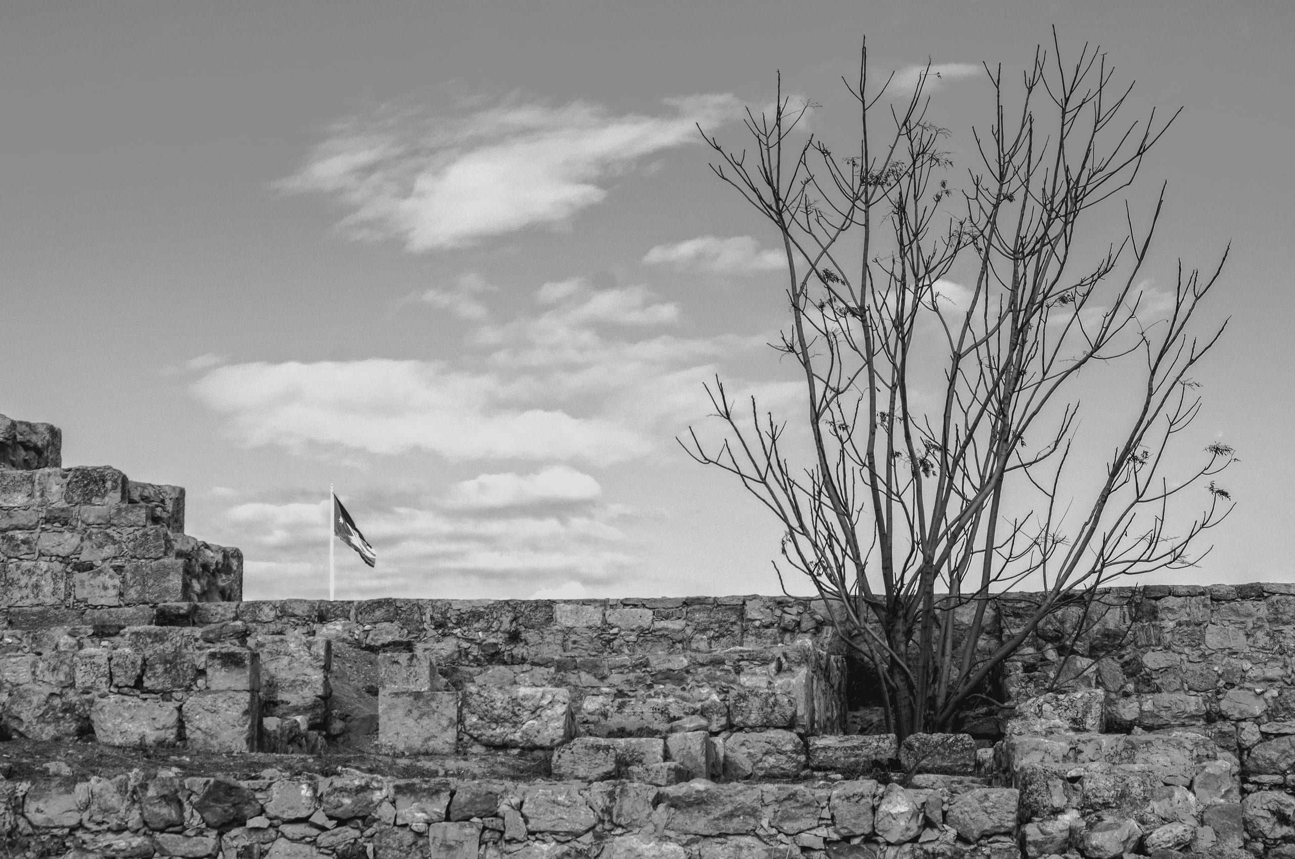 Amman Citeld View Flag Tree, a fine-art photograph by Ali Abu Ras