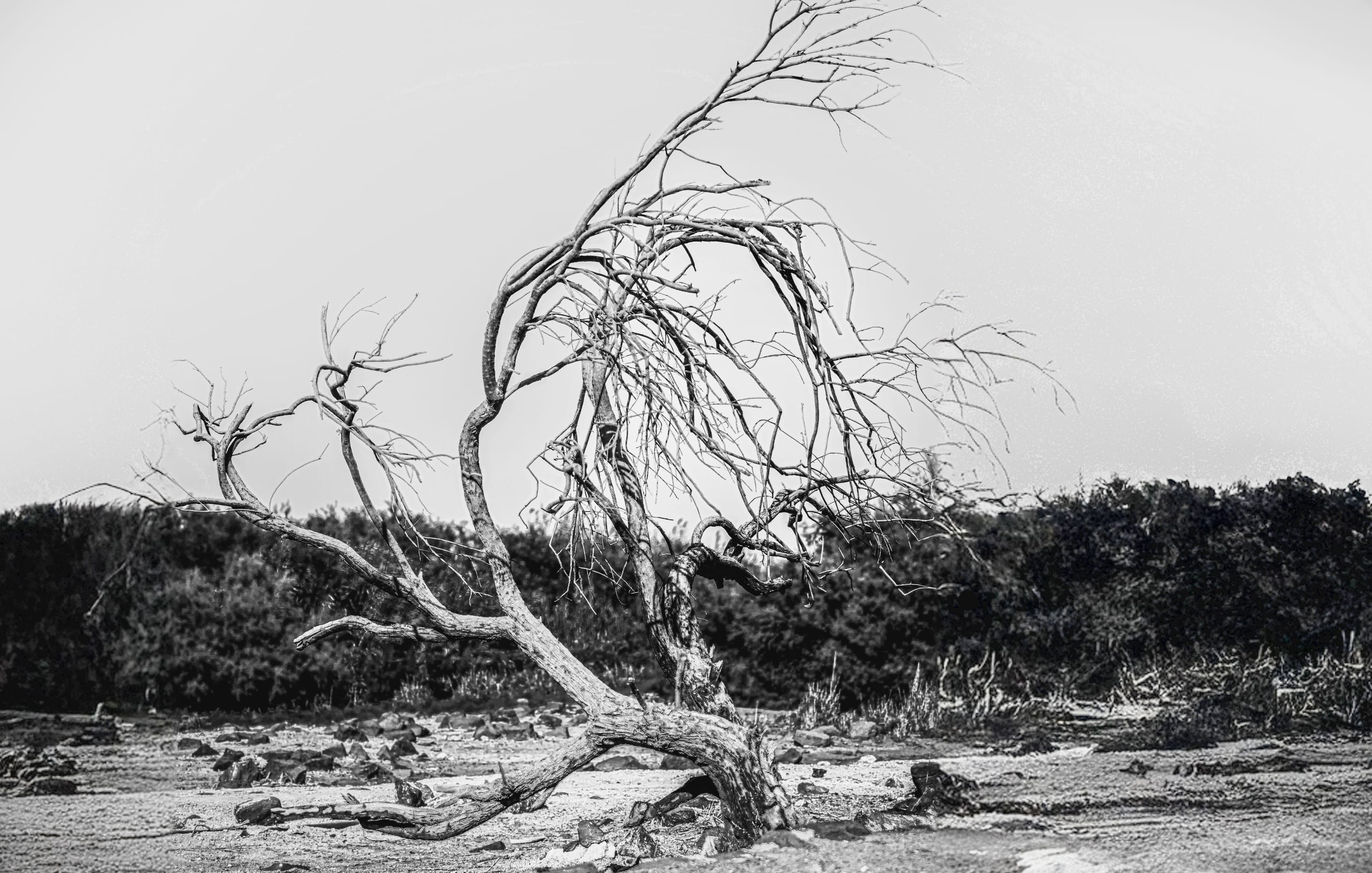 Tree Death Black White, a fine-art photograph by Ali Abu Ras