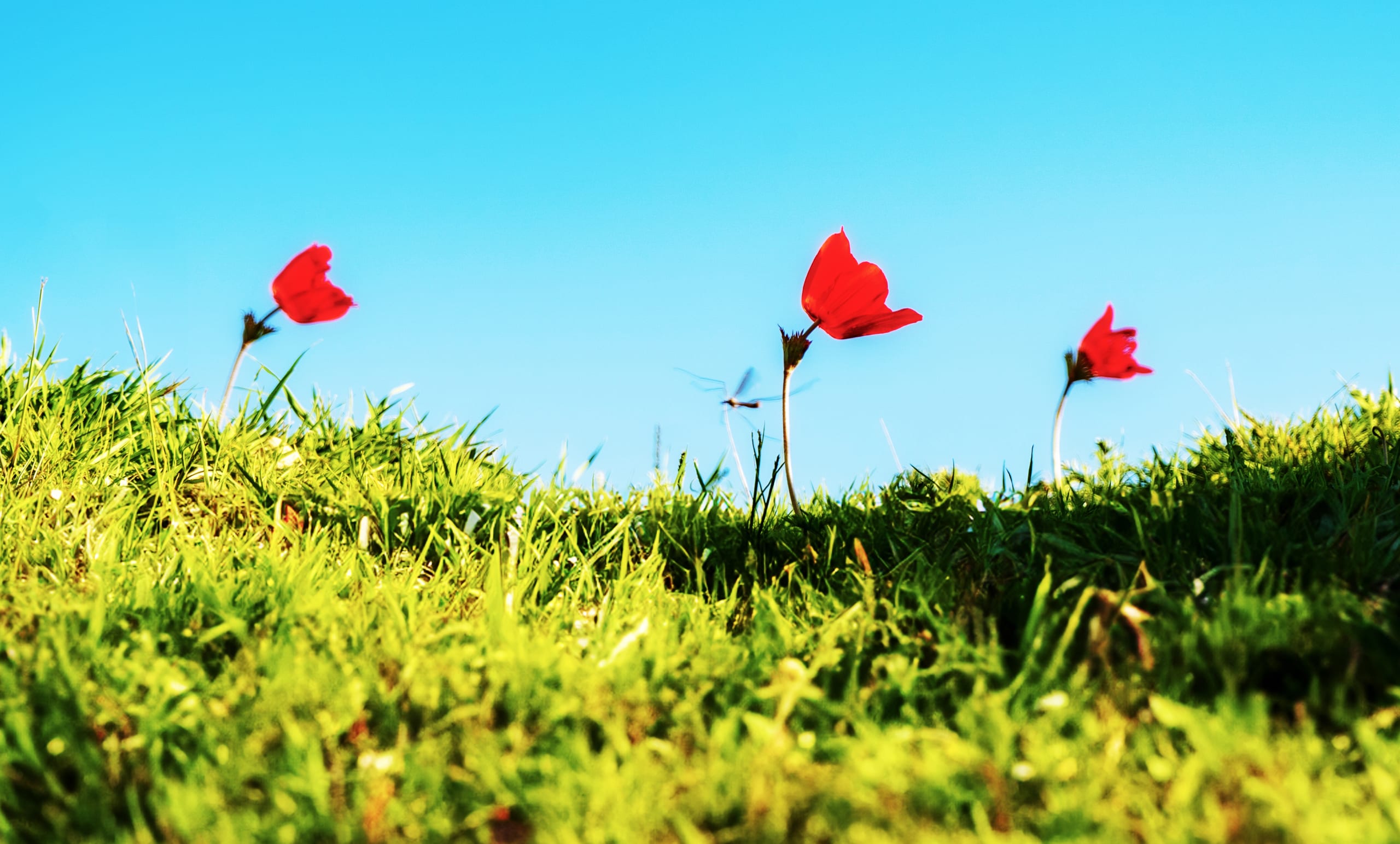 Flowers Spring, a fine-art photograph by Ali Abu Ras