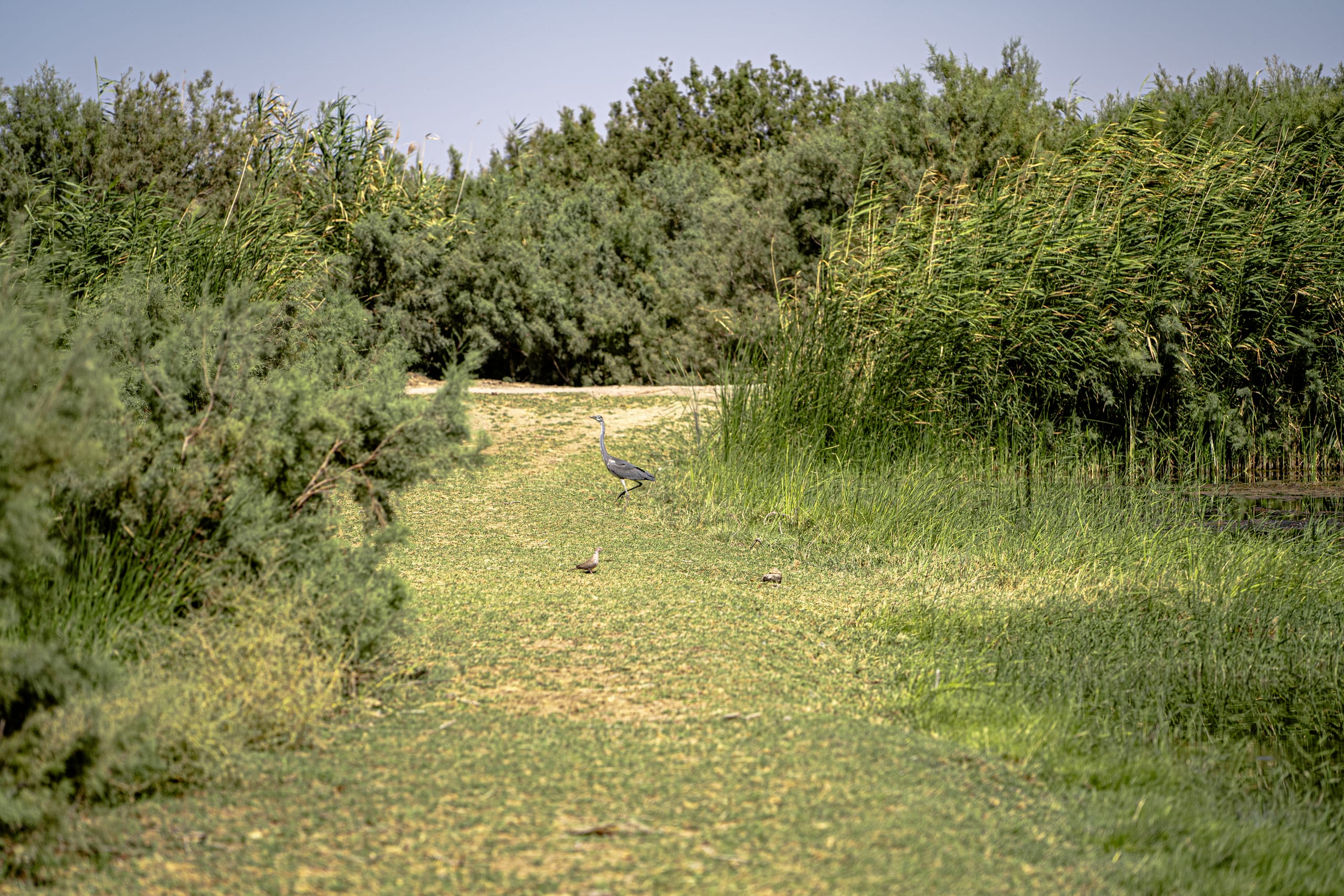 Untitled Study 001171, a fine-art photograph by Ali Abu Ras