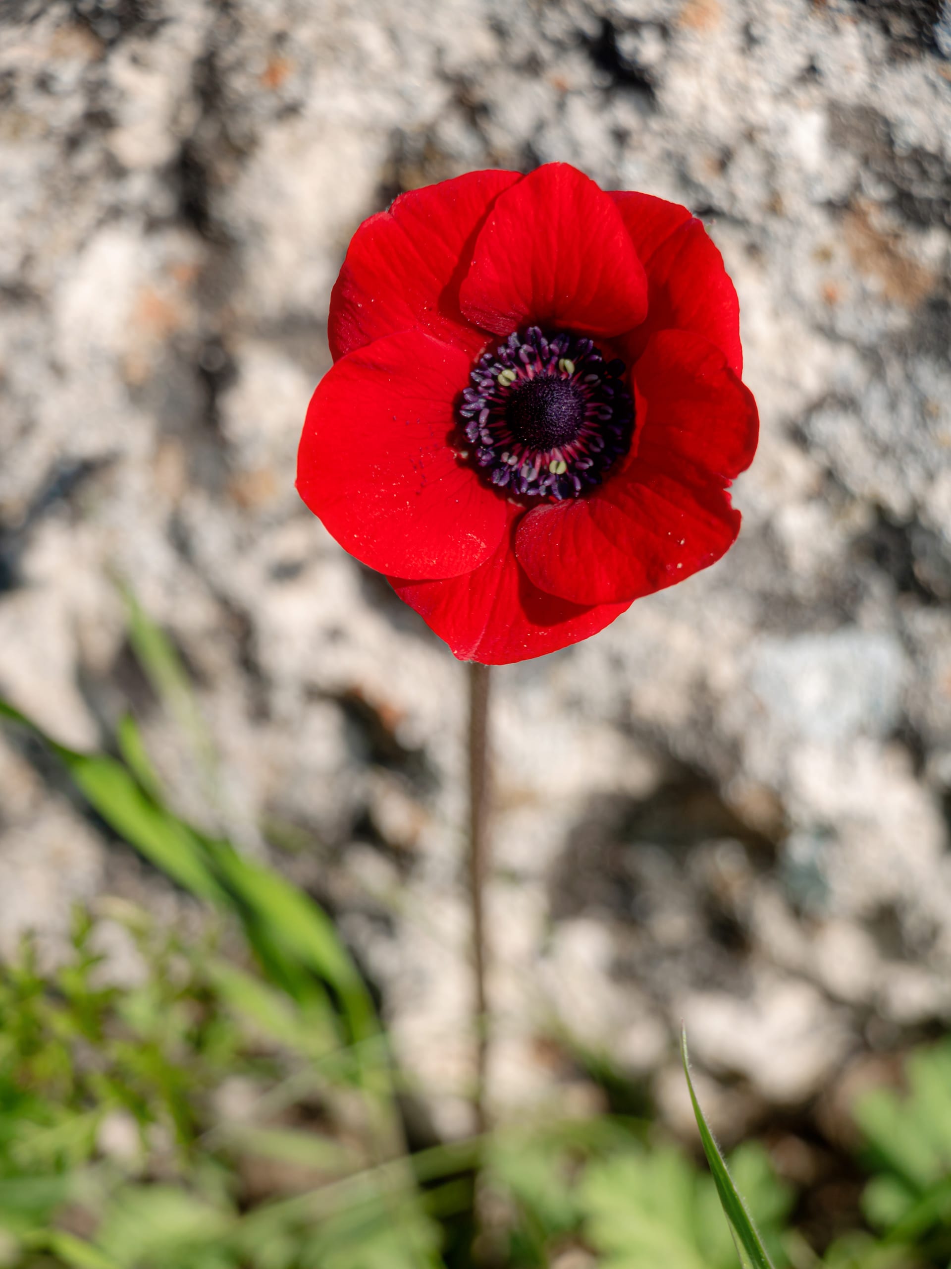 Landscap Anemone Garesa Closeup, a fine-art photograph by Ali Abu Ras