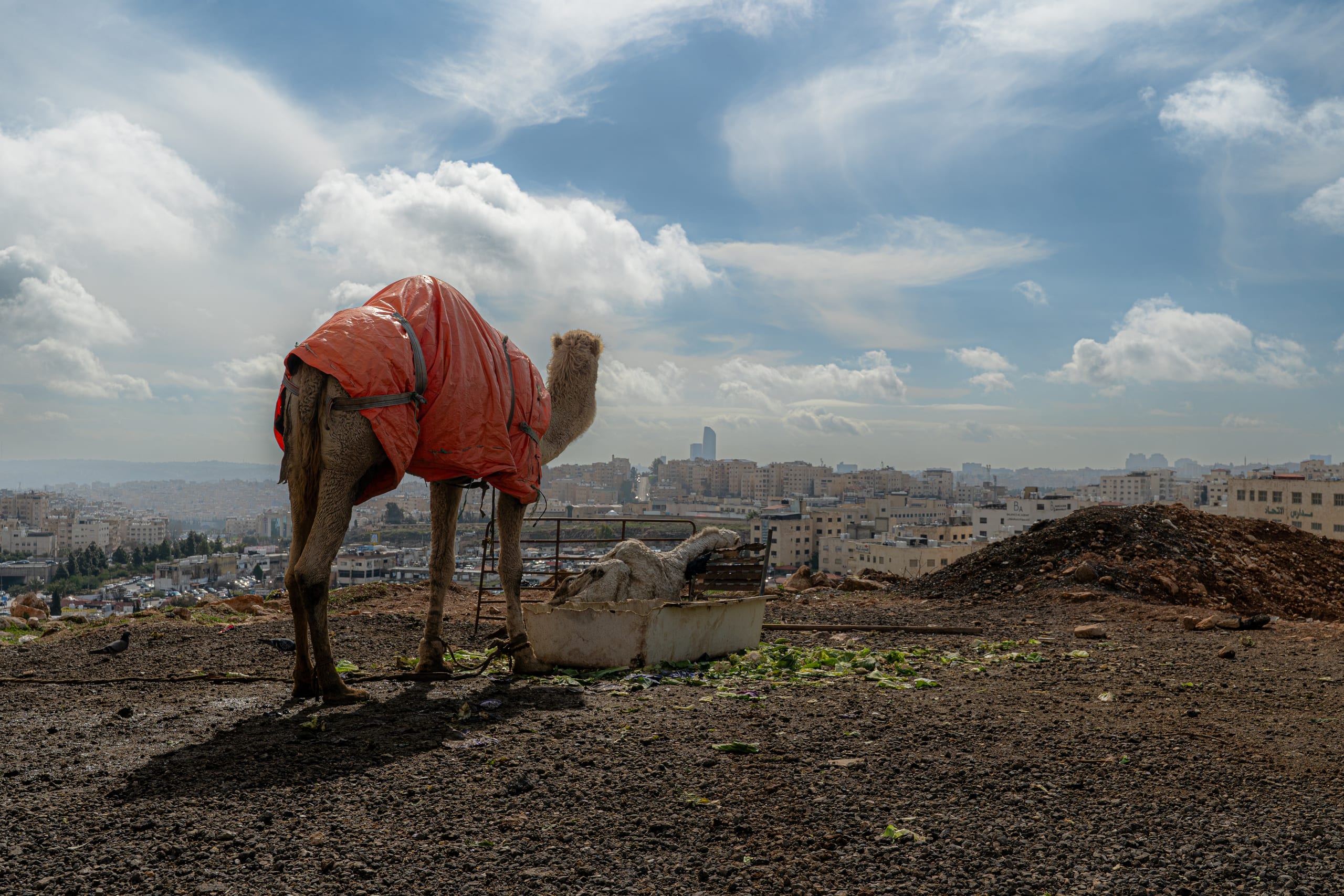 A camel covered in an orange tarp stands on a dirt ridge overlooking a city skyline under a wide cloudy sky, with another resting animal near a feed trough.