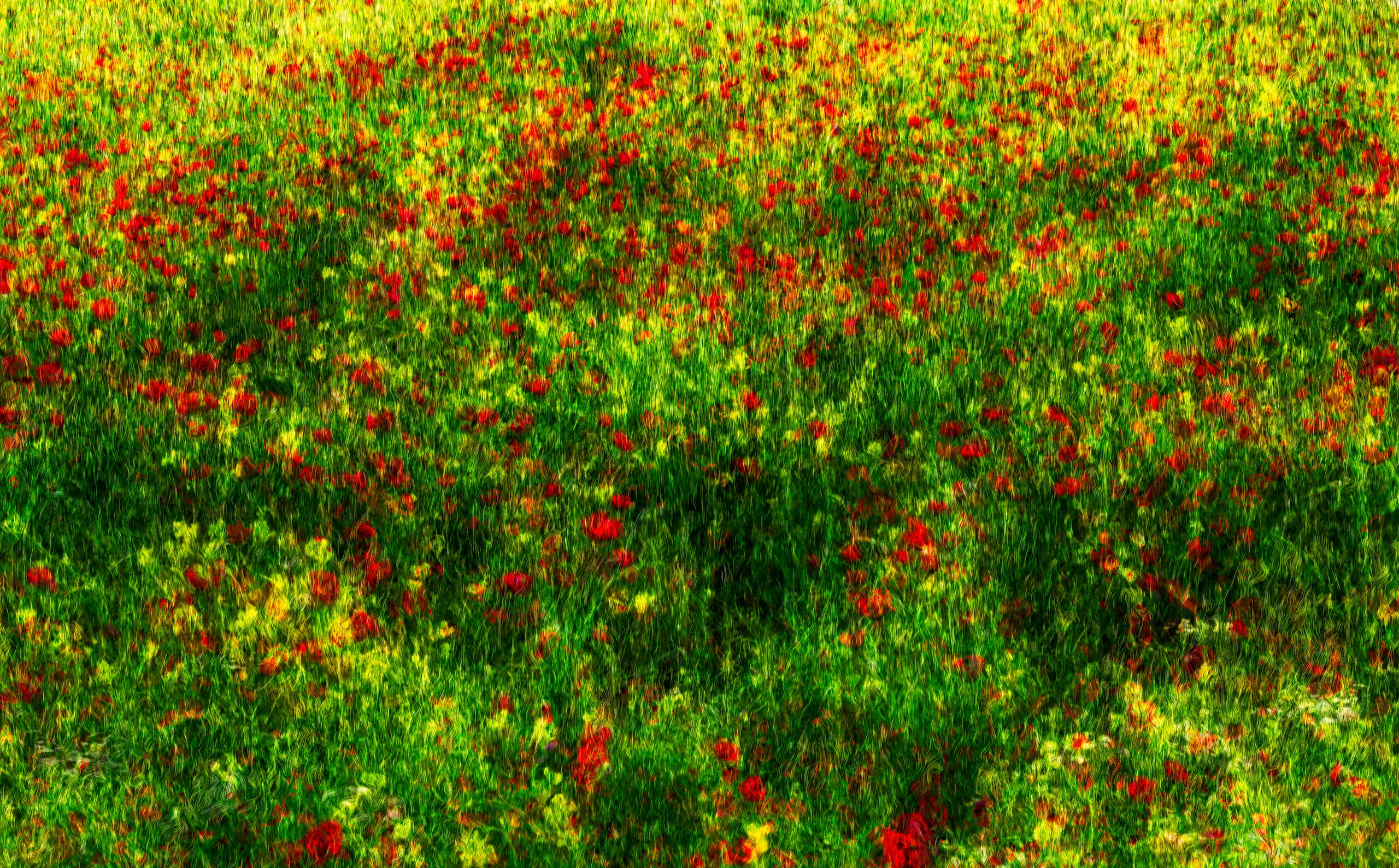 RED Flower Edit, a fine-art photograph by Ali Abu Ras