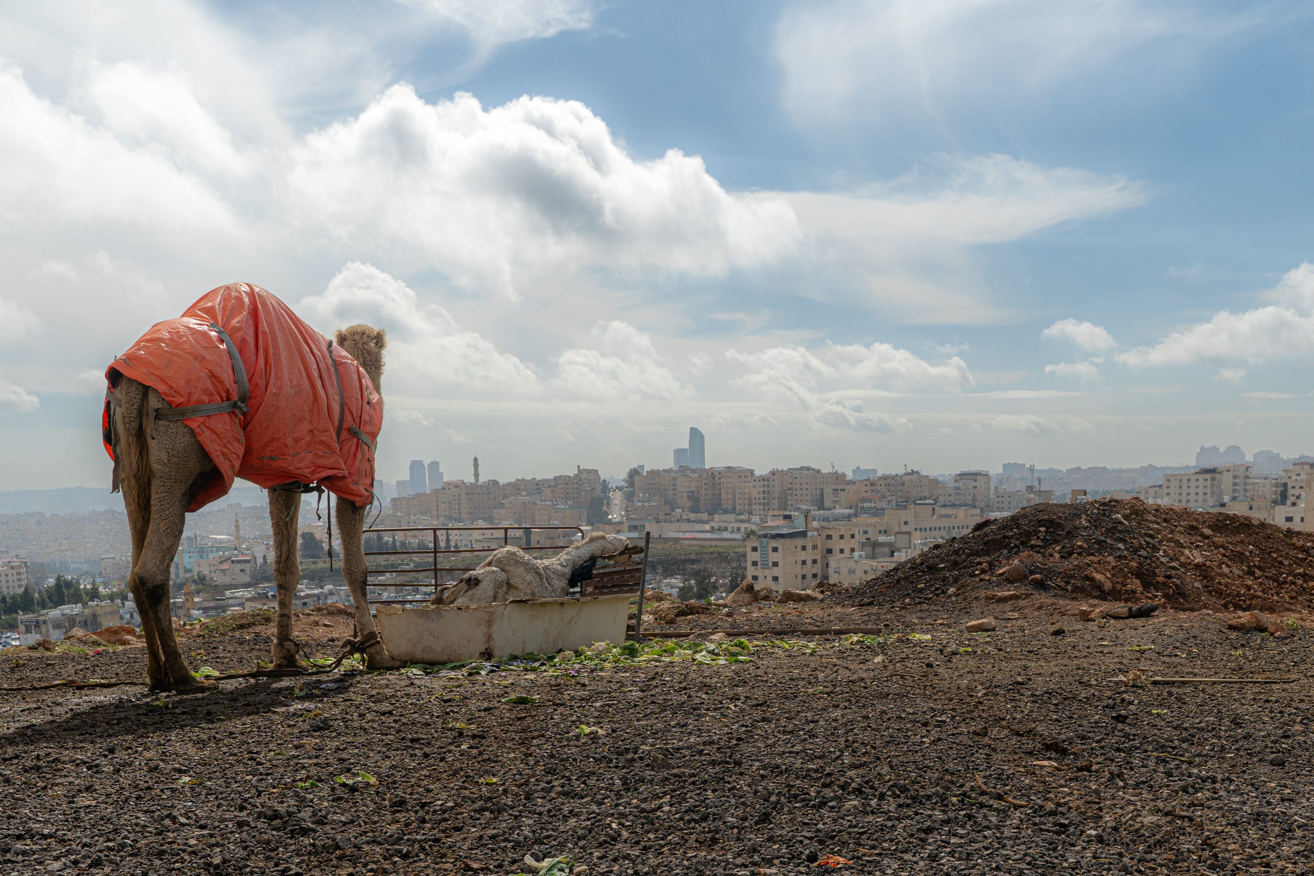 A camel draped in an orange tarpaulin stands on a rough gravel hill facing away from the camera, next to a trough holding a resting animal. In the background, a sprawling city extends beneath a bright sky filled with large white clouds.