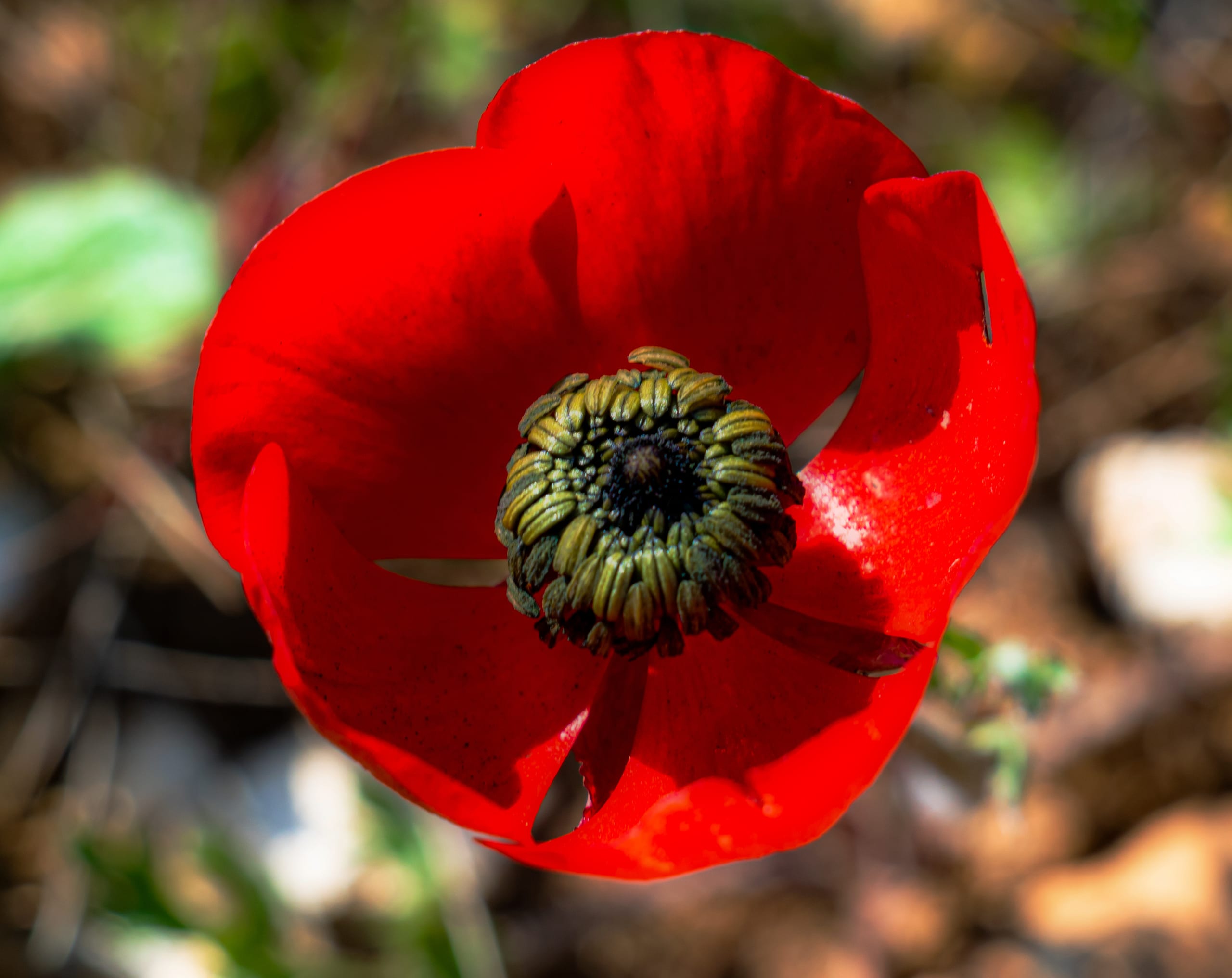Landscap Anemone Center Flower, a fine-art photograph by Ali Abu Ras