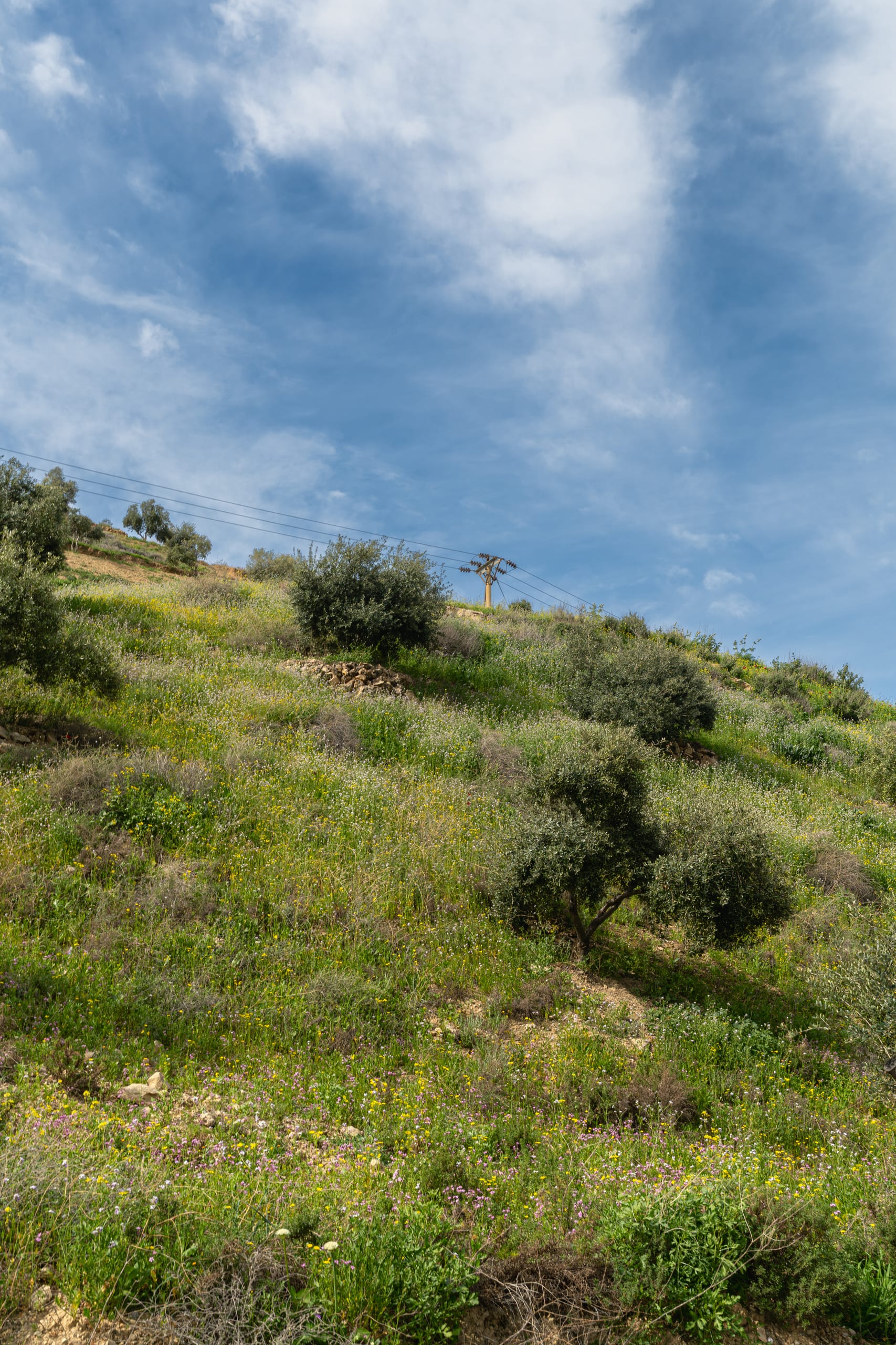 Flower Spring, a fine-art photograph by Ali Abu Ras