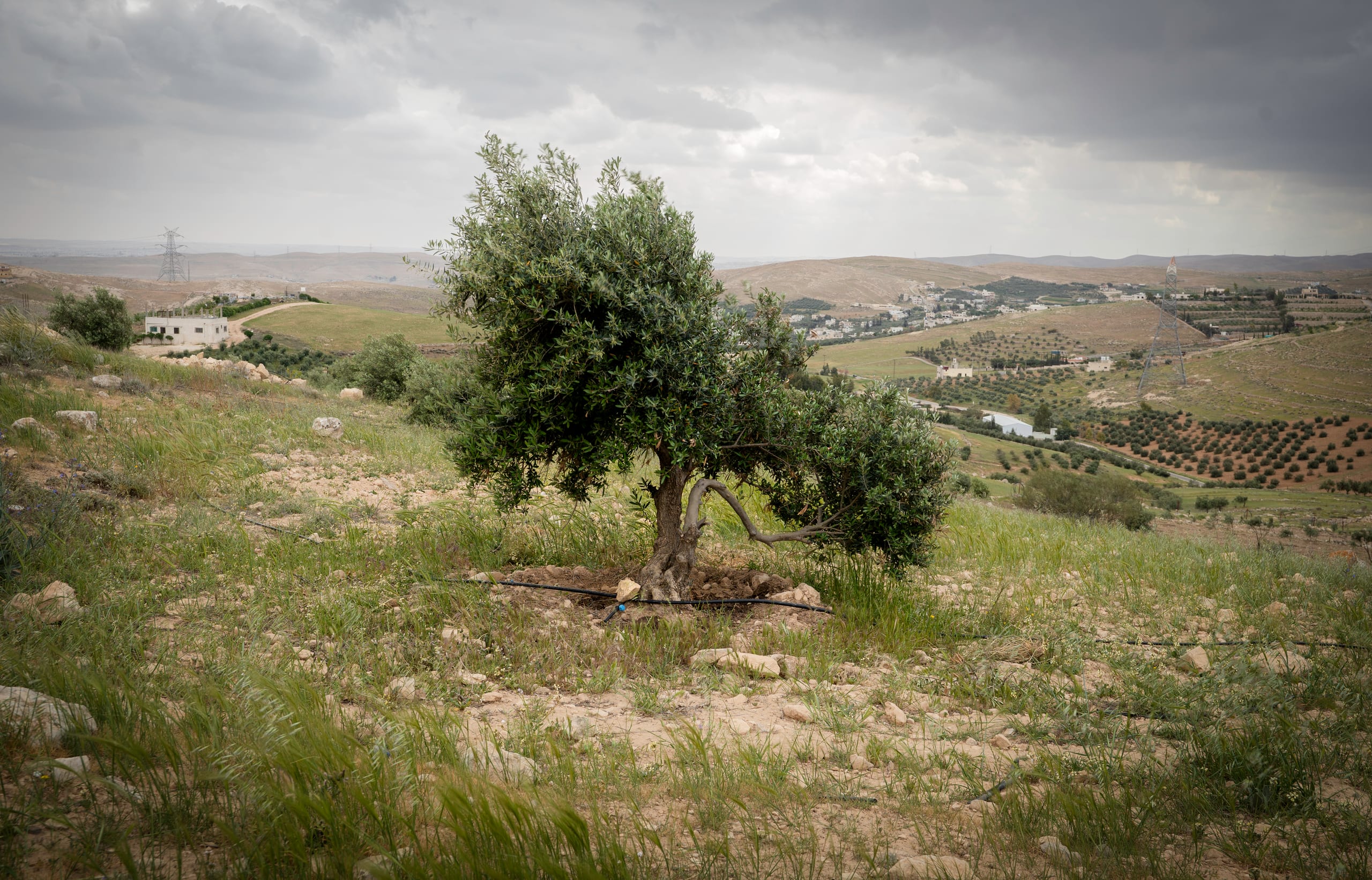 Tree Feild Green Spring 2, a fine-art photograph by Ali Abu Ras