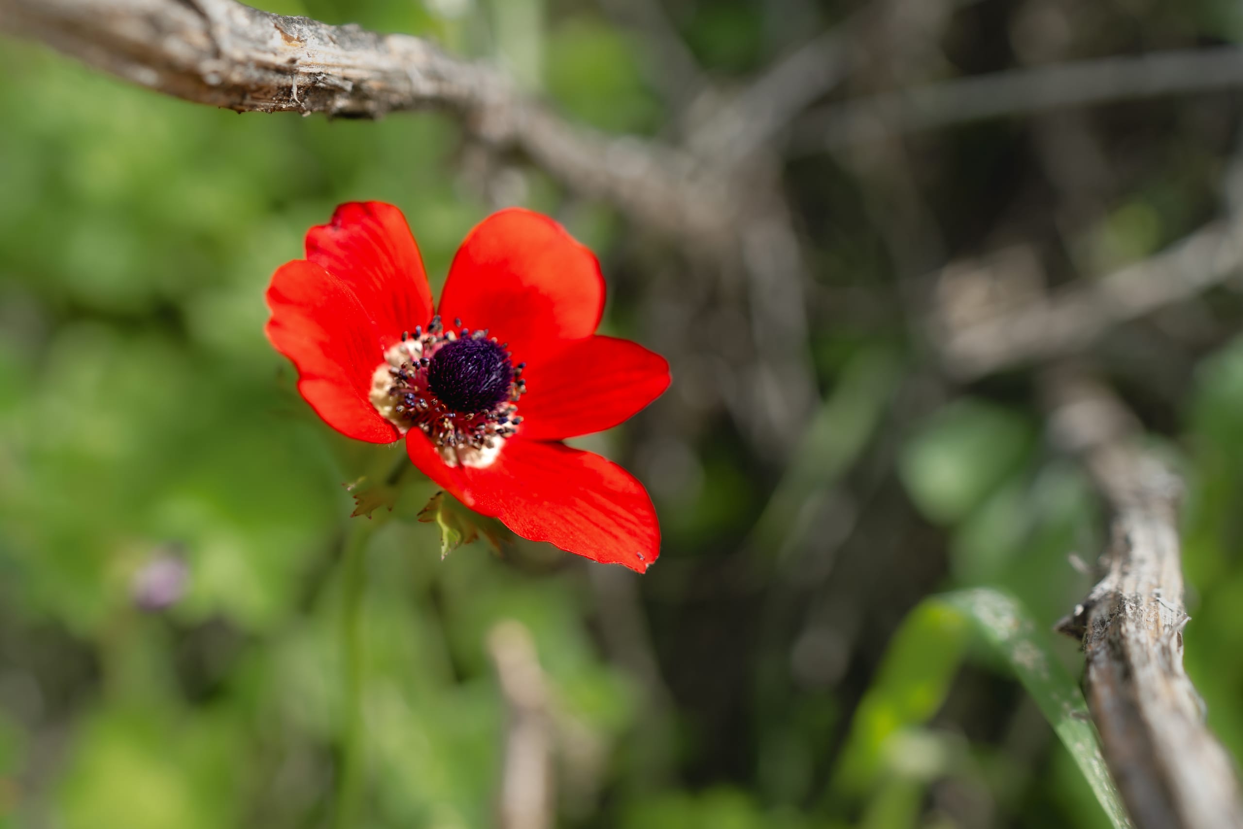 Pops Spring Ajlun, a fine-art photograph by Ali Abu Ras