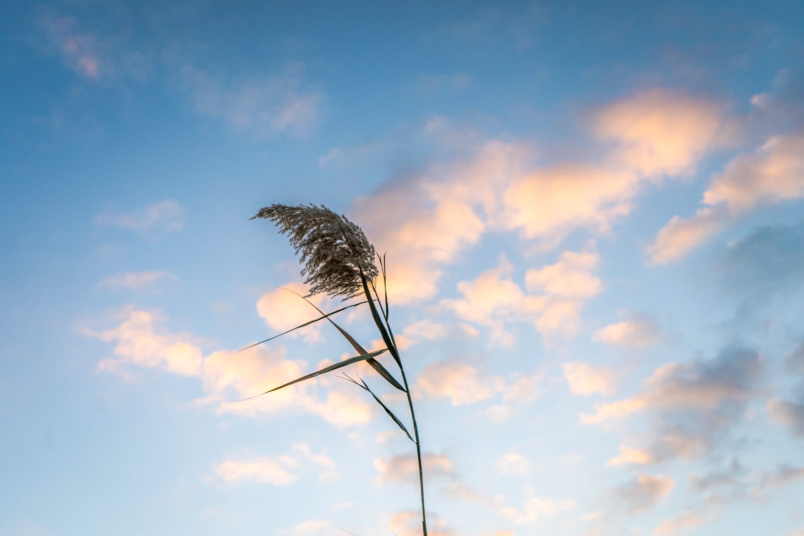 Feilds Plants Sunset, a fine-art photograph by Ali Abu Ras