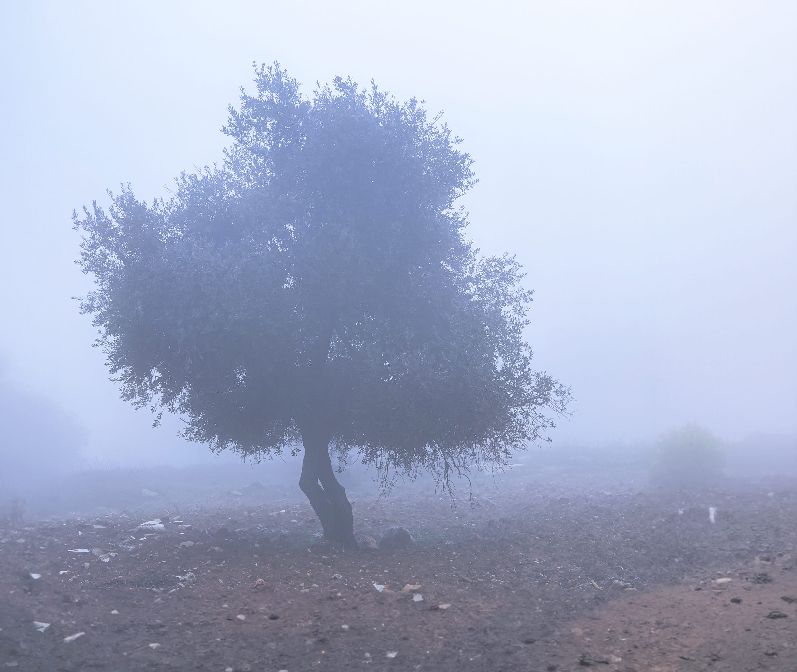 Landscape FOG AND Tree, a fine-art photograph by Ali Abu Ras