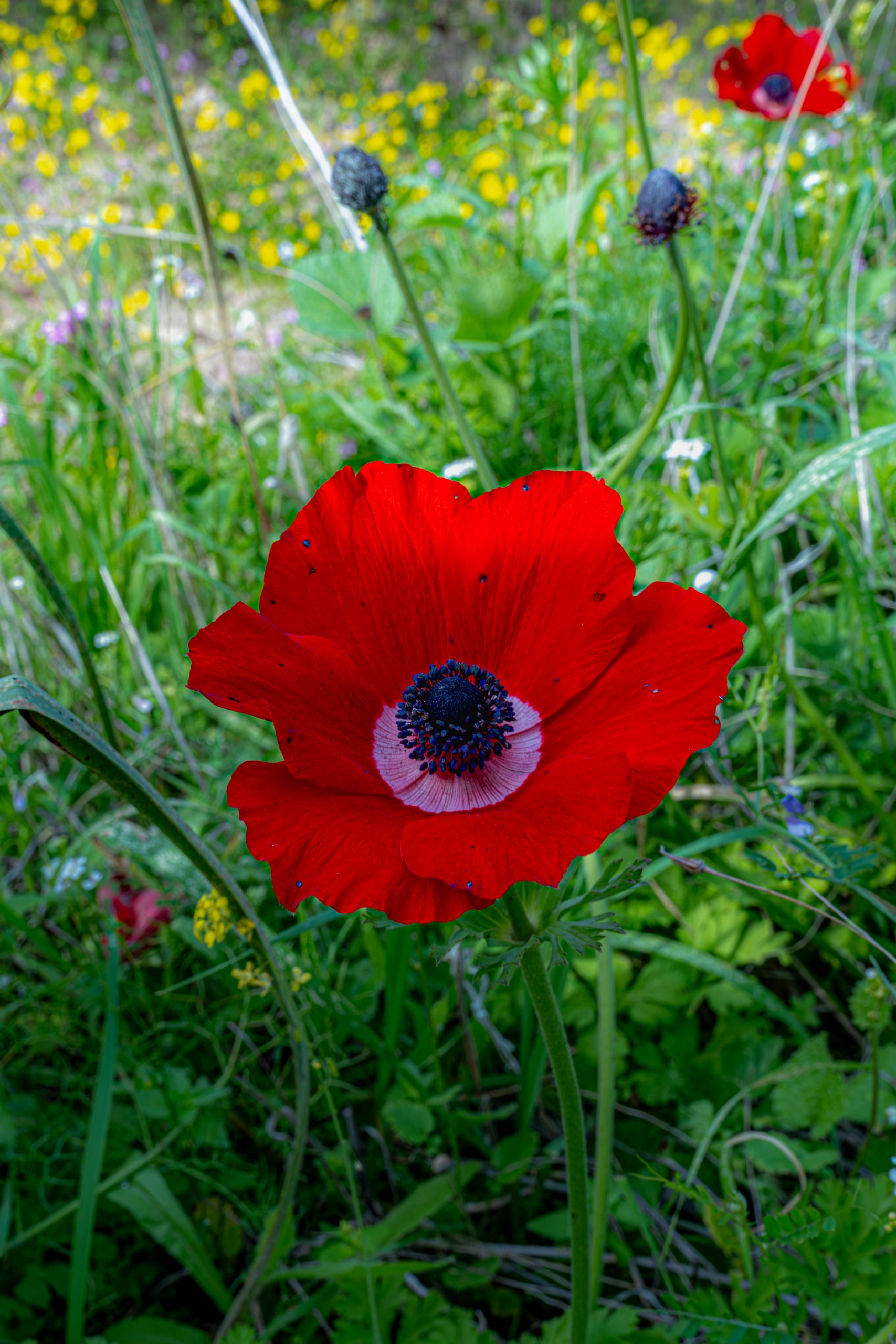 Flower Spring, a fine-art photograph by Ali Abu Ras