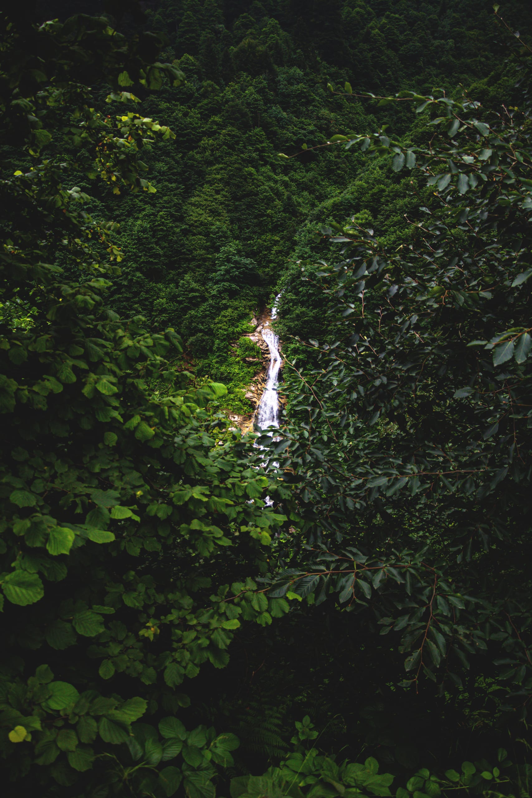 Nature Forest Waterfall Tarabzon, a fine-art photograph by Ali Abu Ras