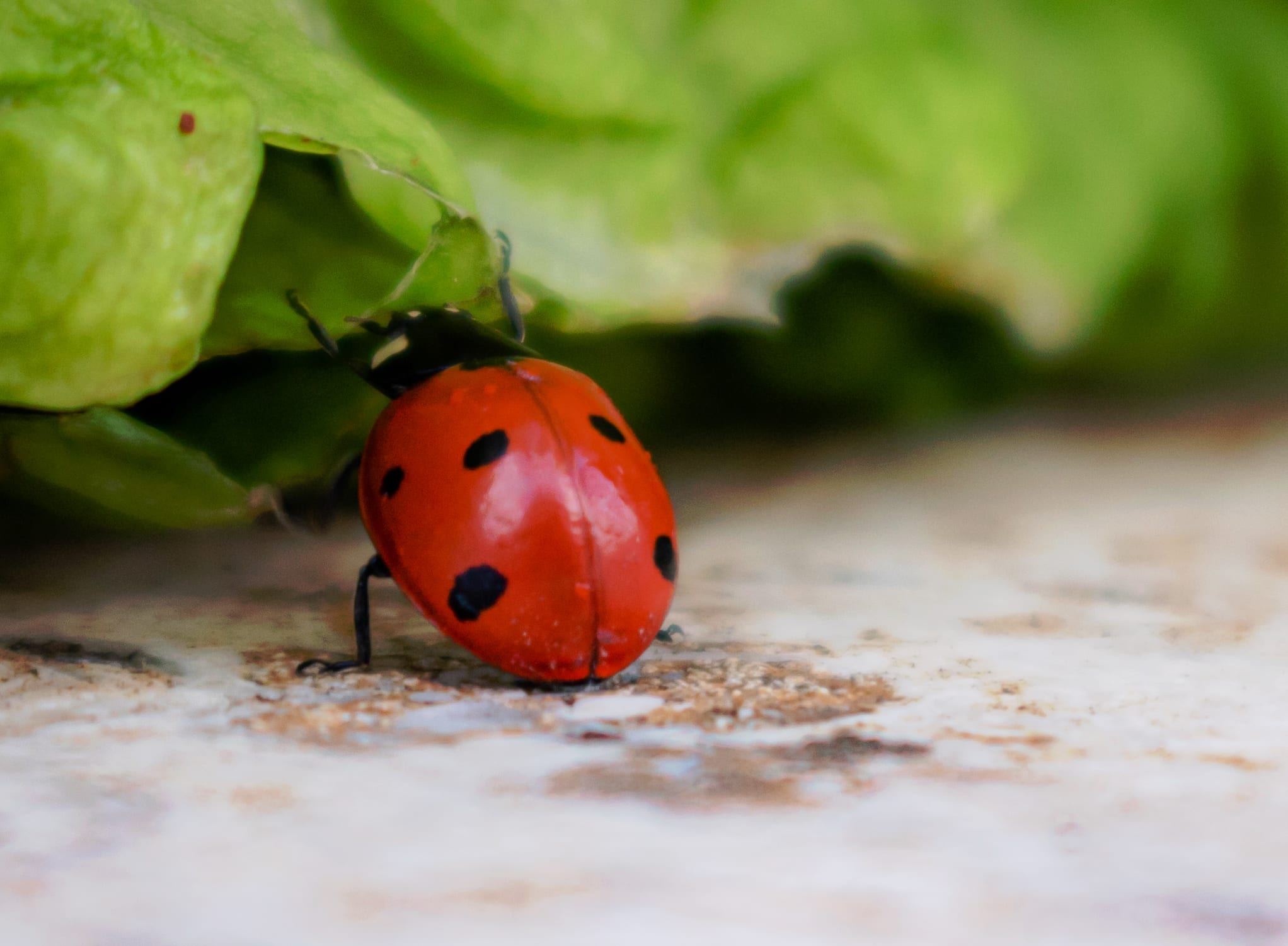 Lady BUG Green, a fine-art photograph by Ali Abu Ras