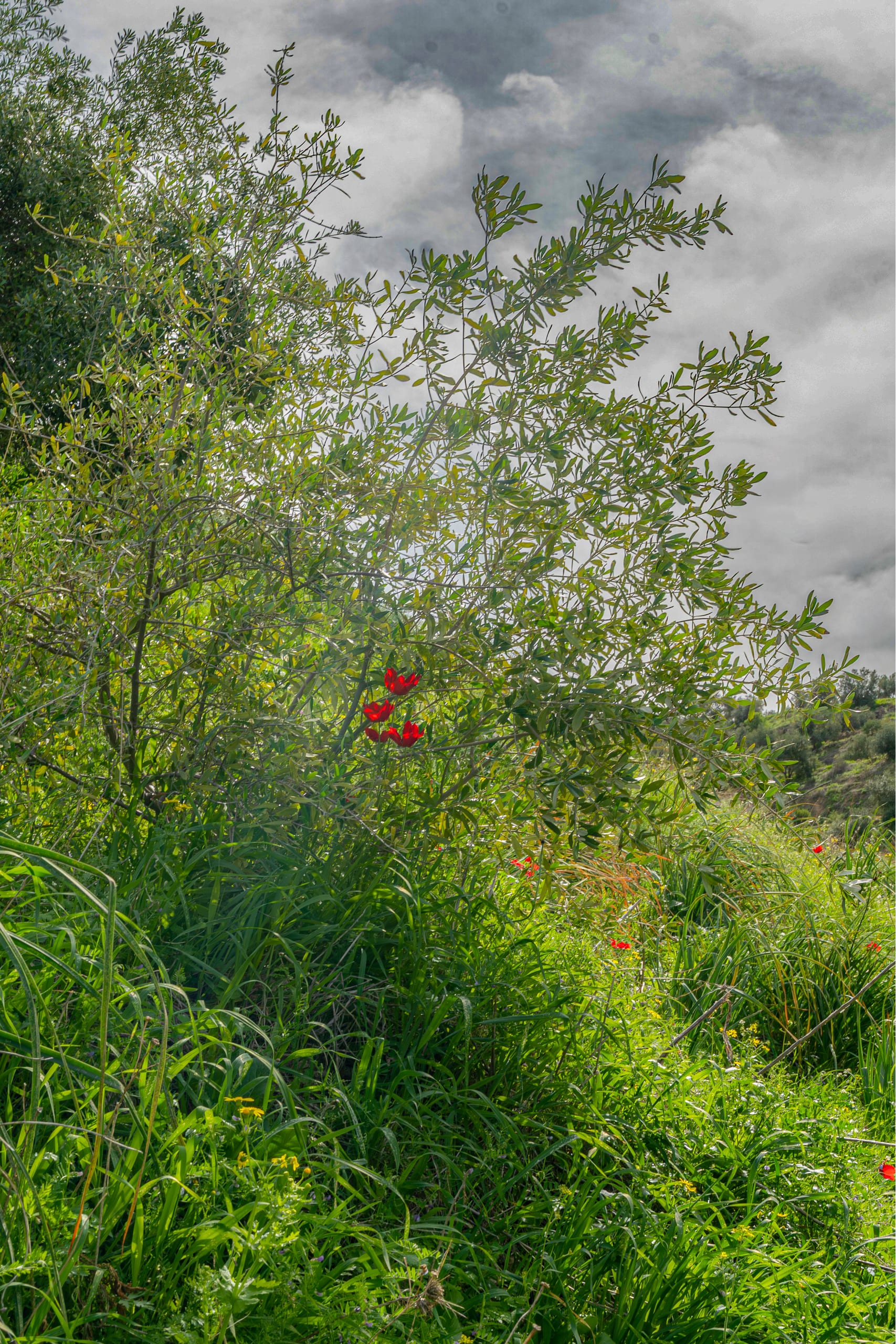 Flower Spring, a fine-art photograph by Ali Abu Ras