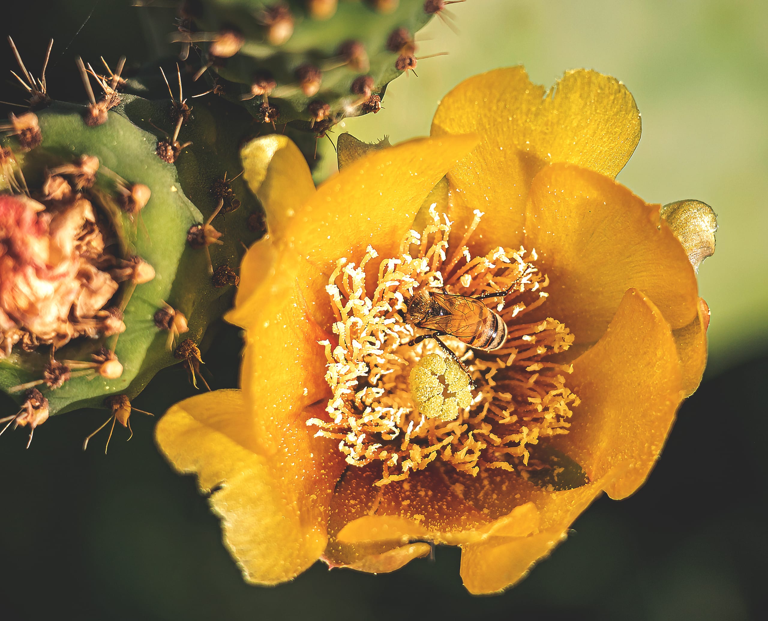 Stilllive Flower Yellow Green Hashmiah, a fine-art photograph by Ali Abu Ras
