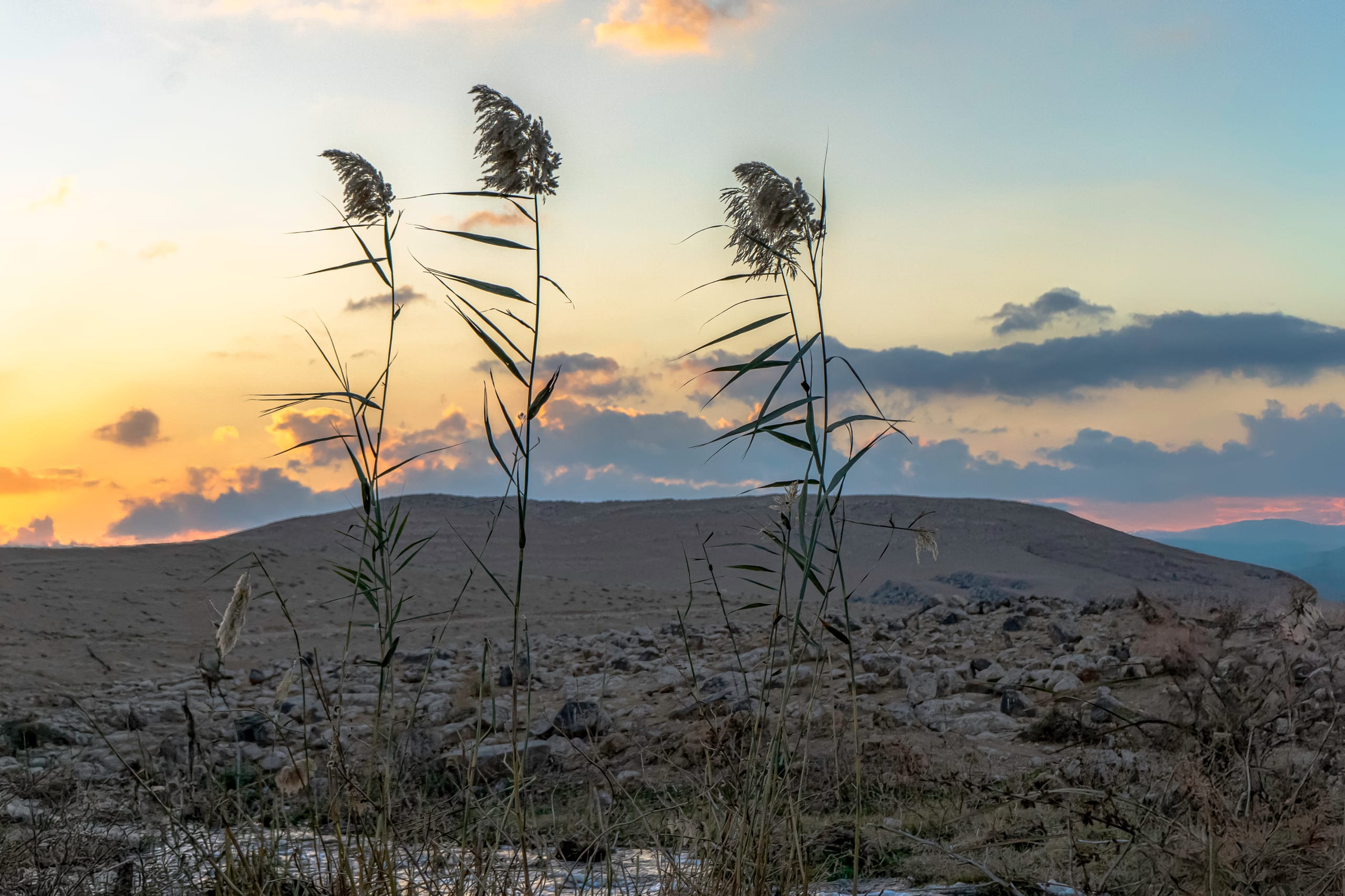 Feilds Plants Sunset, a fine-art photograph by Ali Abu Ras