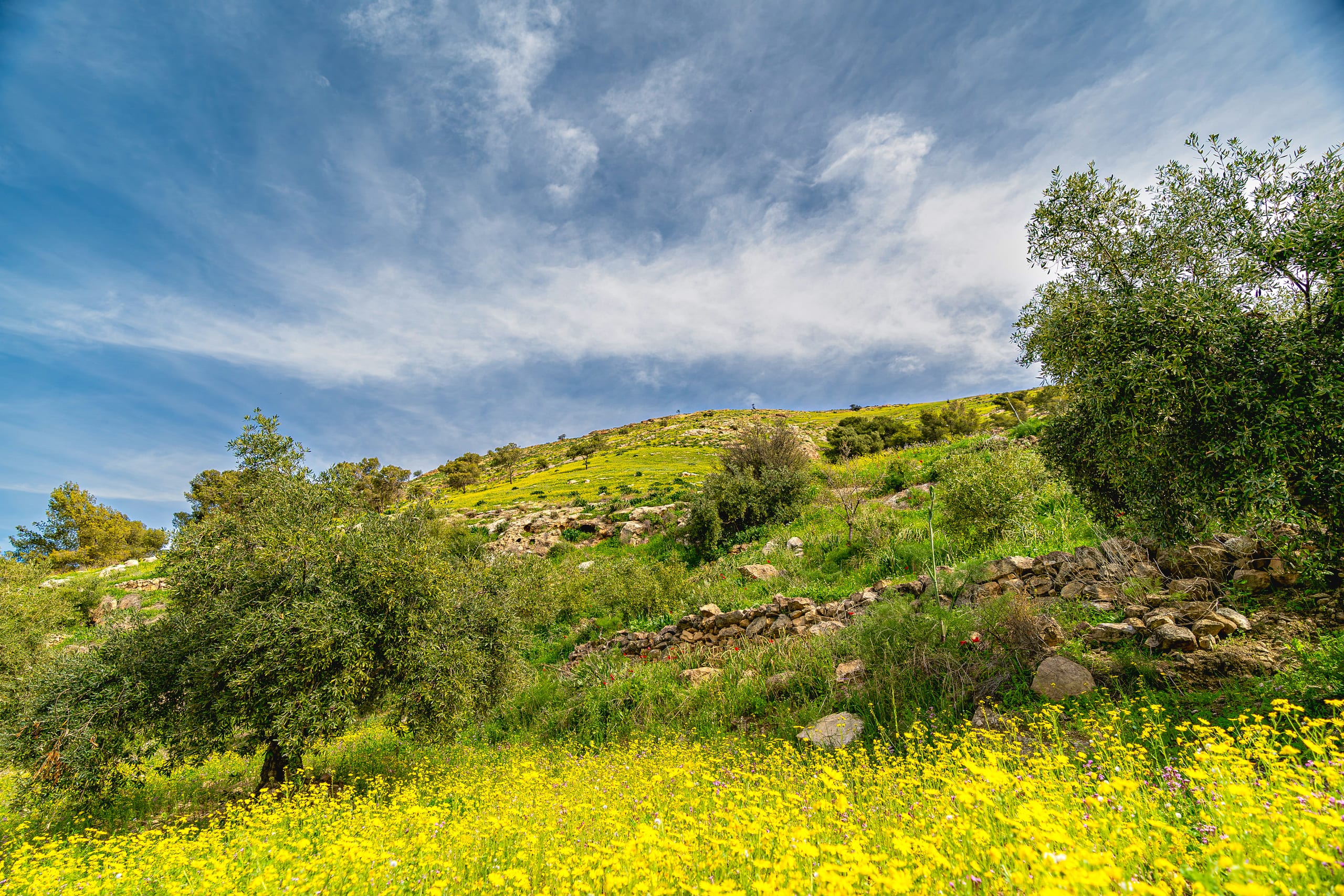 Flower Spring, a fine-art photograph by Ali Abu Ras