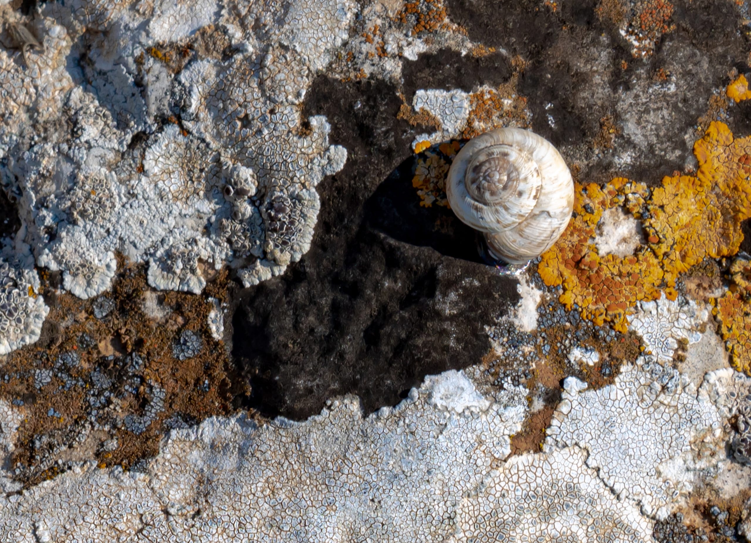 Landscape Snail Stick ON Colored Rock 3, a fine-art photograph by Ali Abu Ras