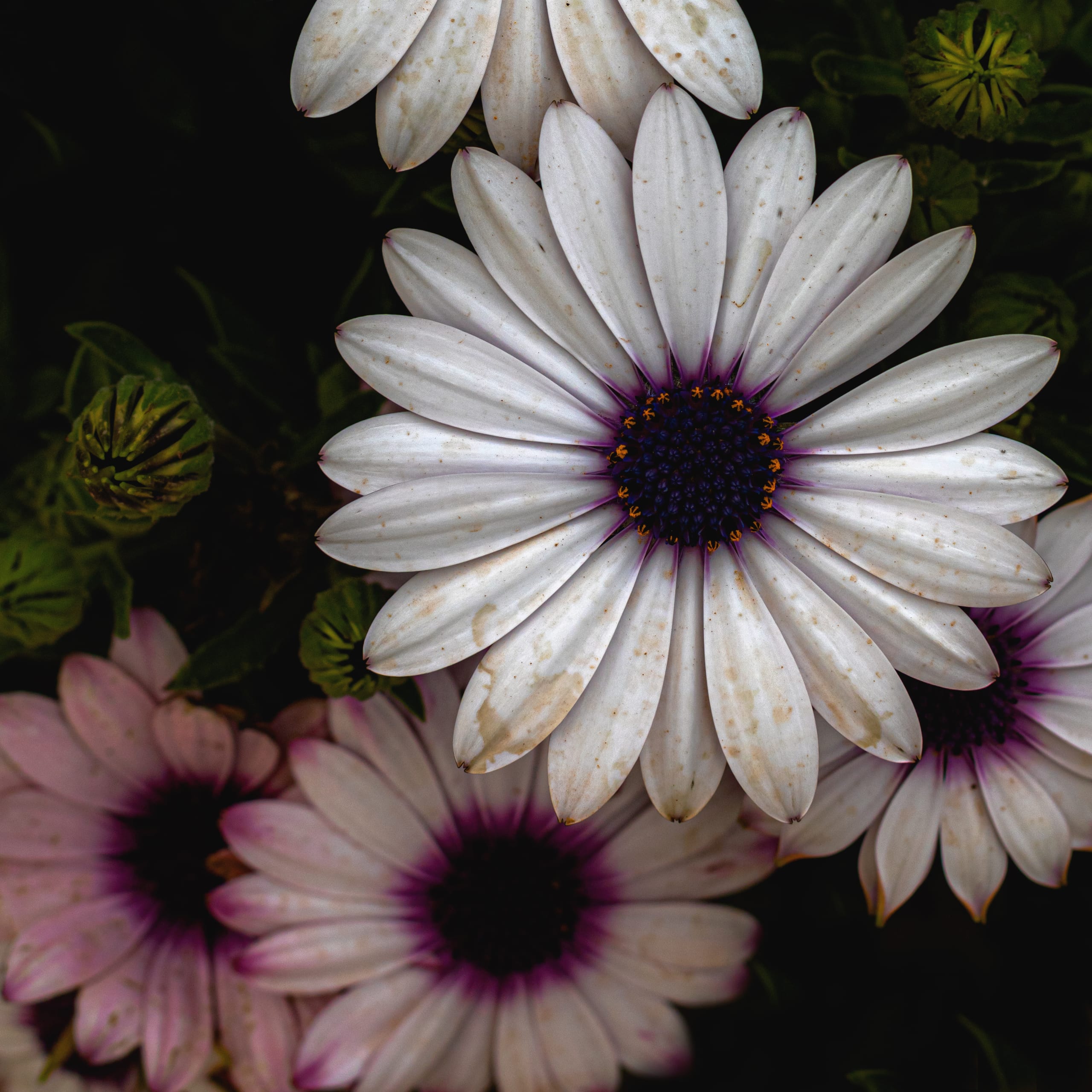 Stilllife Flowers Green Purple, a fine-art photograph by Ali Abu Ras