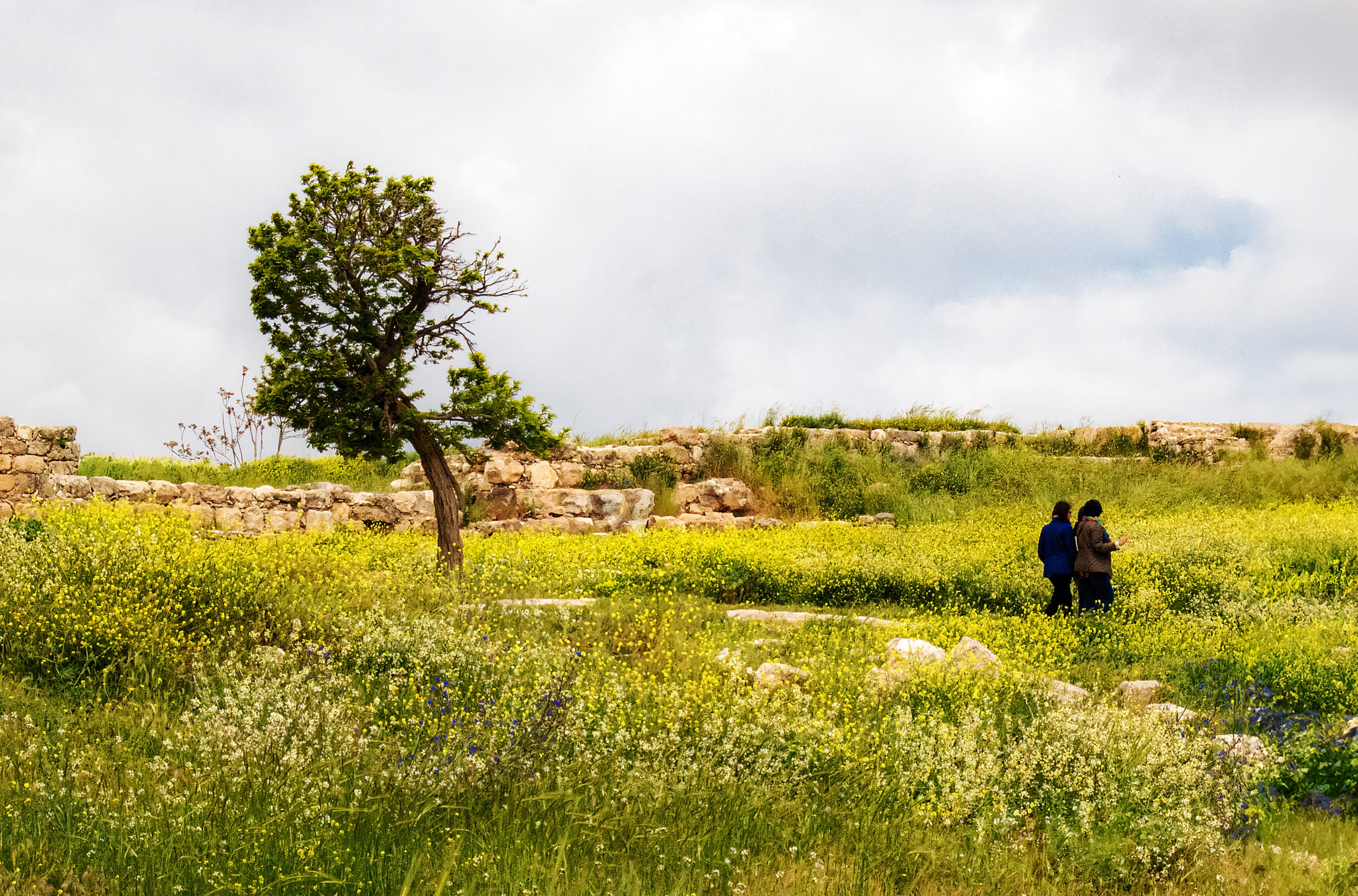 Amman Citadel Tree AND People Seting, a fine-art photograph by Ali Abu Ras