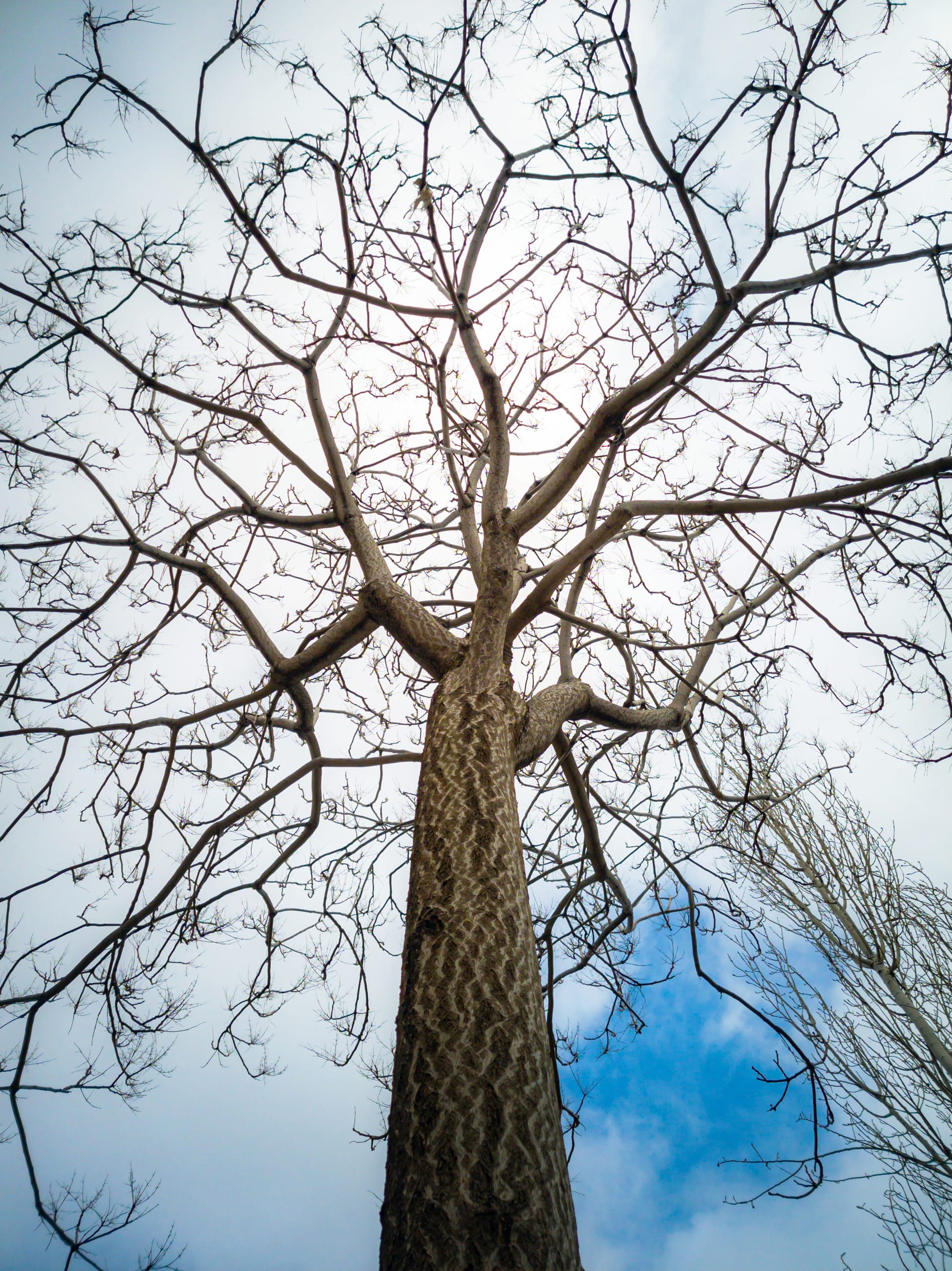 Landsacpe Tree AND Clouds, a fine-art photograph by Ali Abu Ras