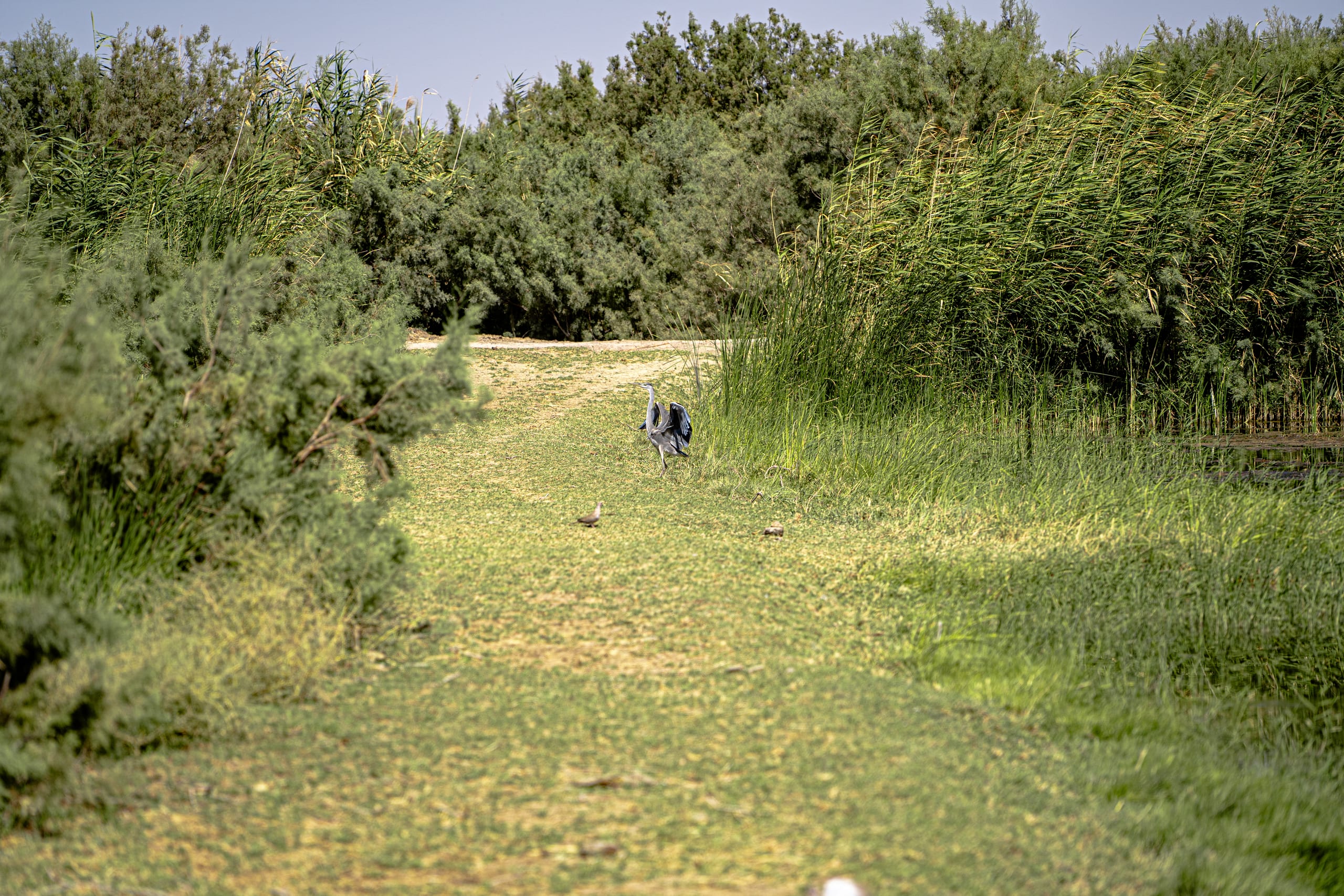 Untitled Study 001169, a fine-art photograph by Ali Abu Ras