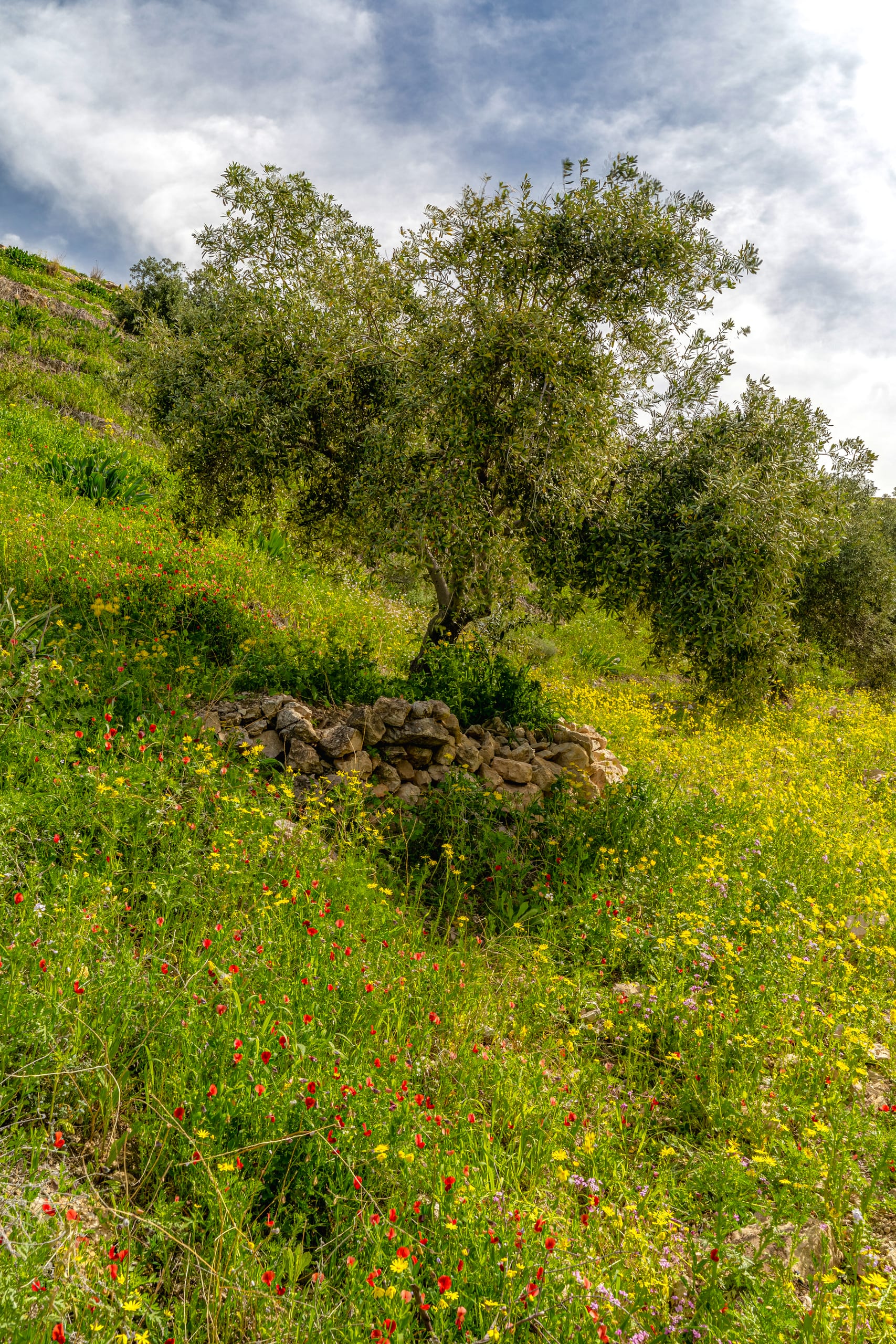 Flower Spring, a fine-art photograph by Ali Abu Ras