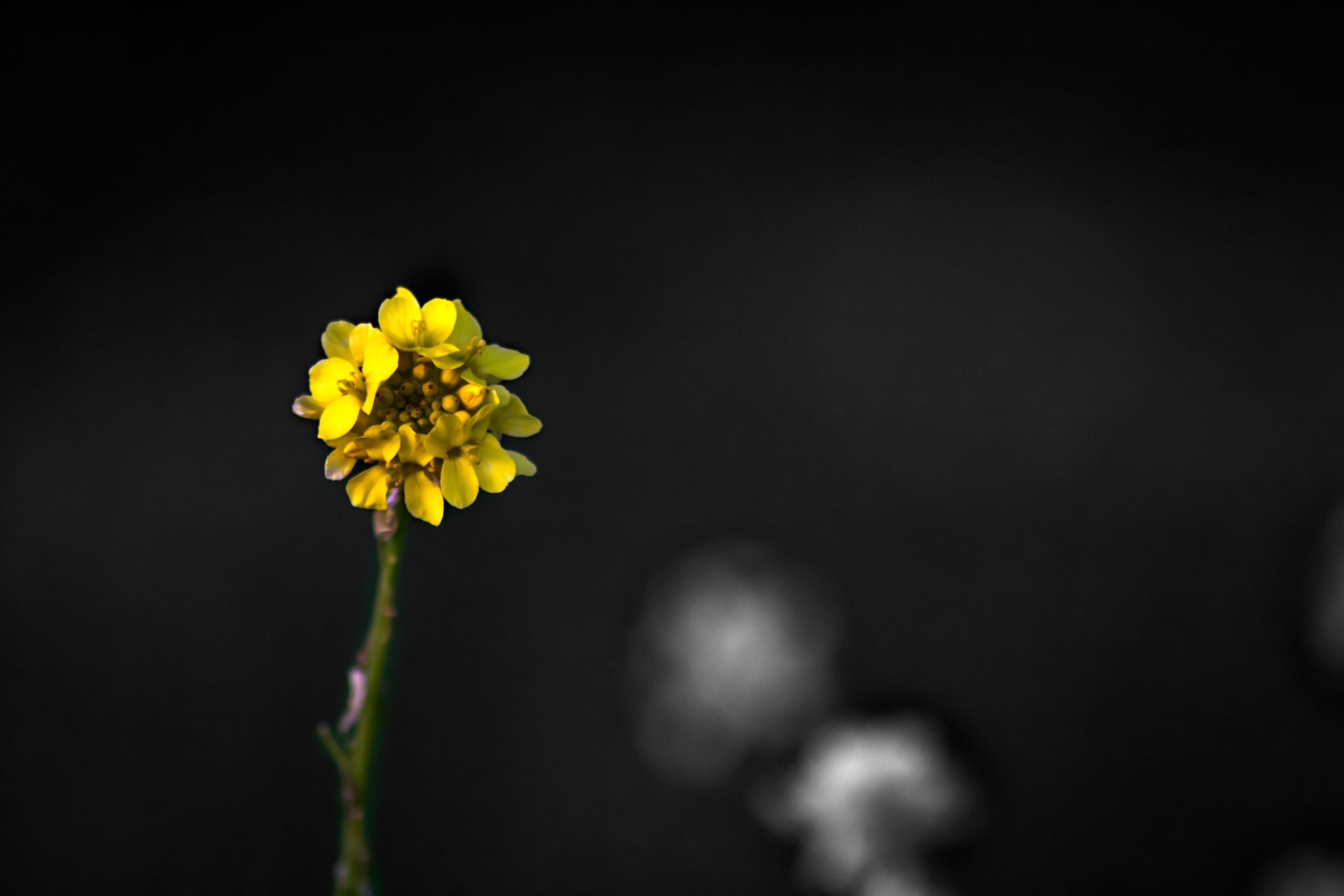 Untitled Study 001409, a fine-art photograph by Ali Abu Ras