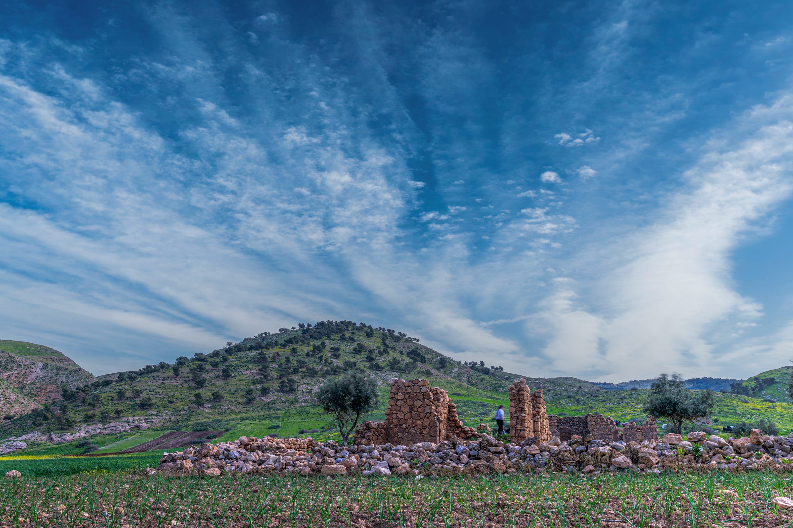 Flower Spring, a fine-art photograph by Ali Abu Ras