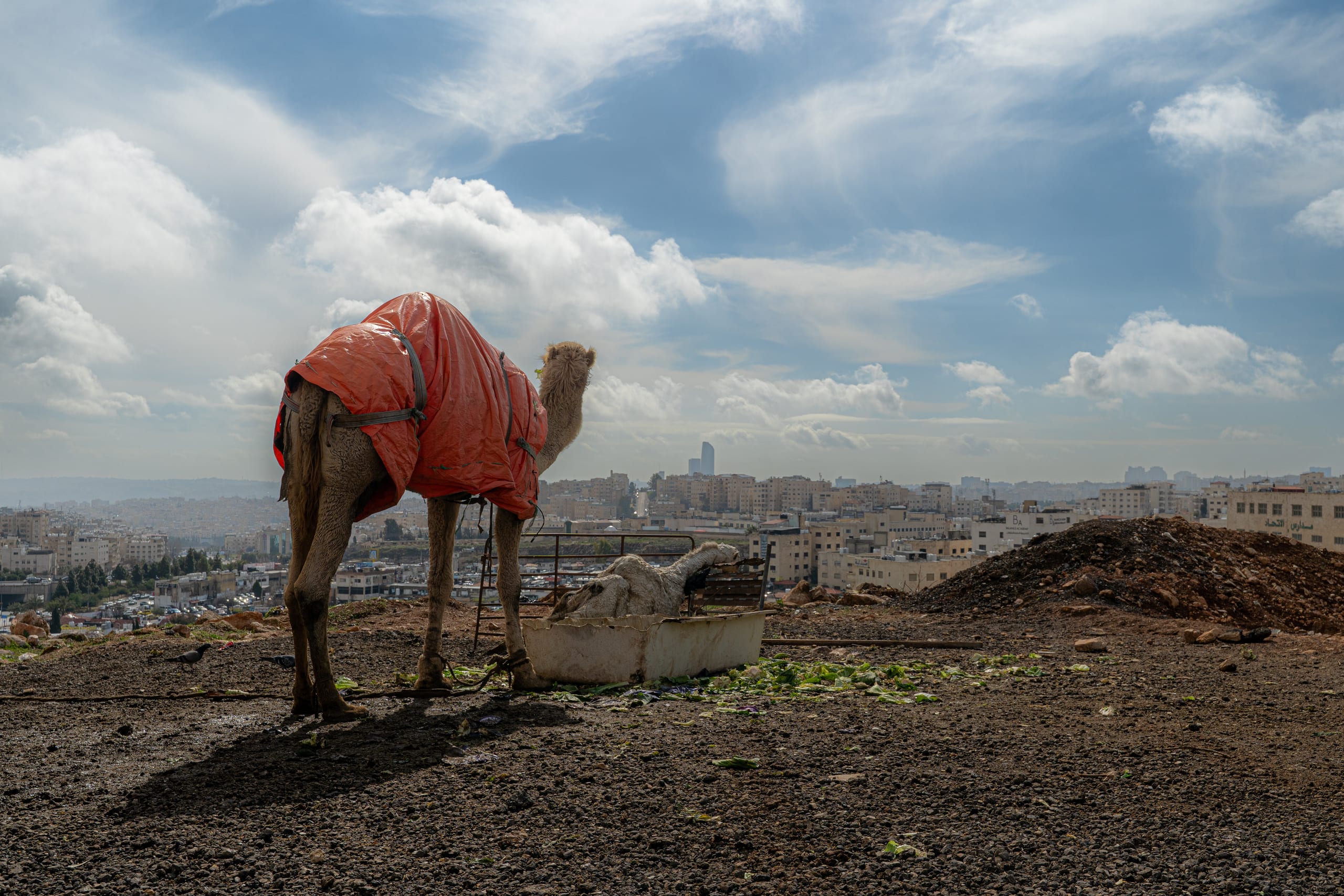 A camel covered in an orange tarp stands on dirt ground overlooking a sprawling city under a cloudy blue sky.
