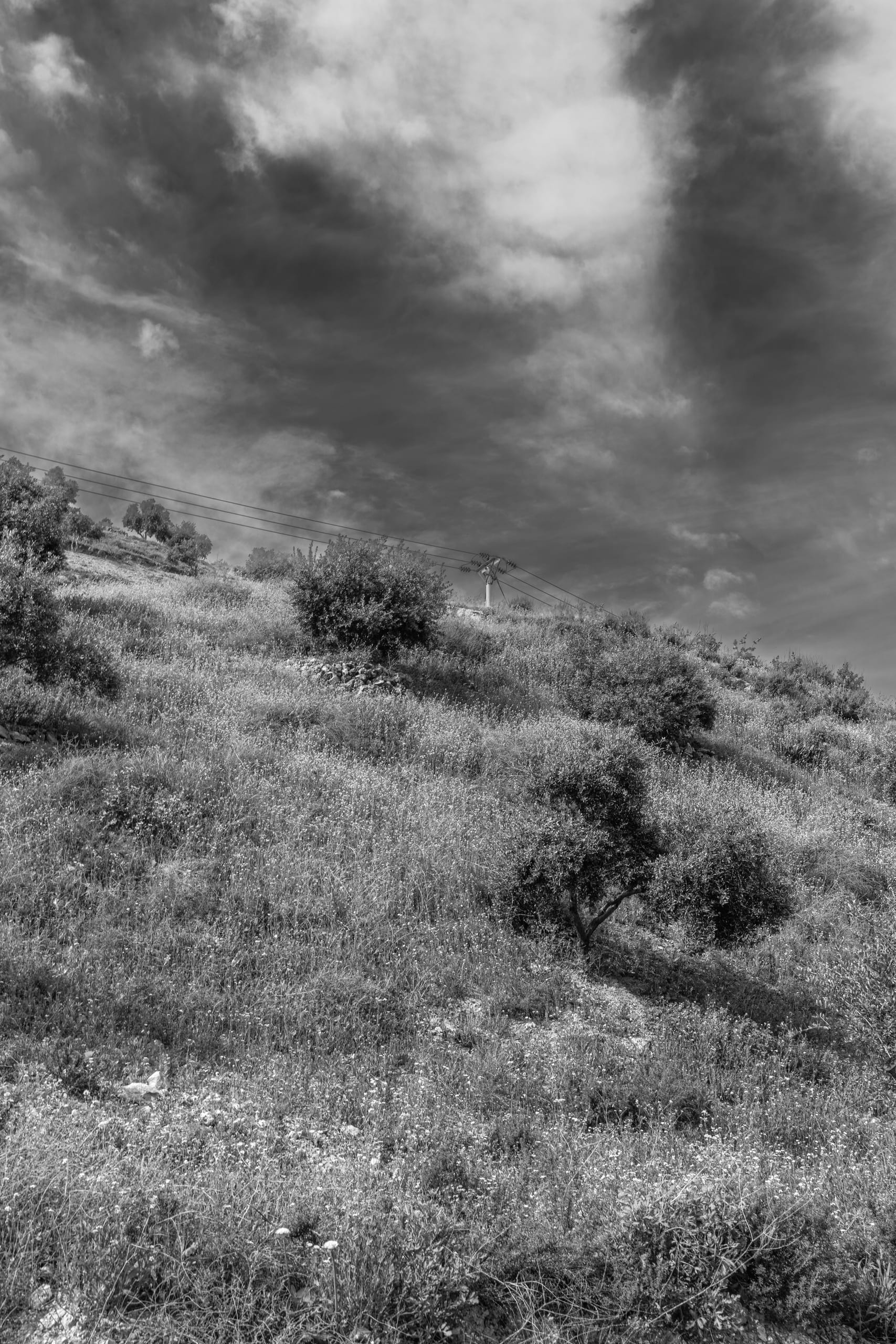 Flower Spring, a fine-art photograph by Ali Abu Ras