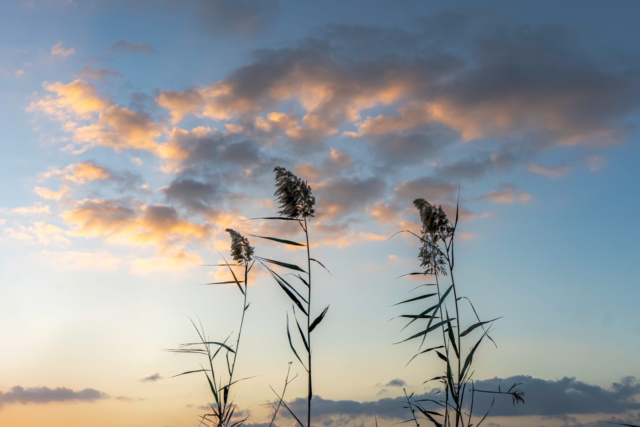 Feilds Plants Sunset, a fine-art photograph by Ali Abu Ras