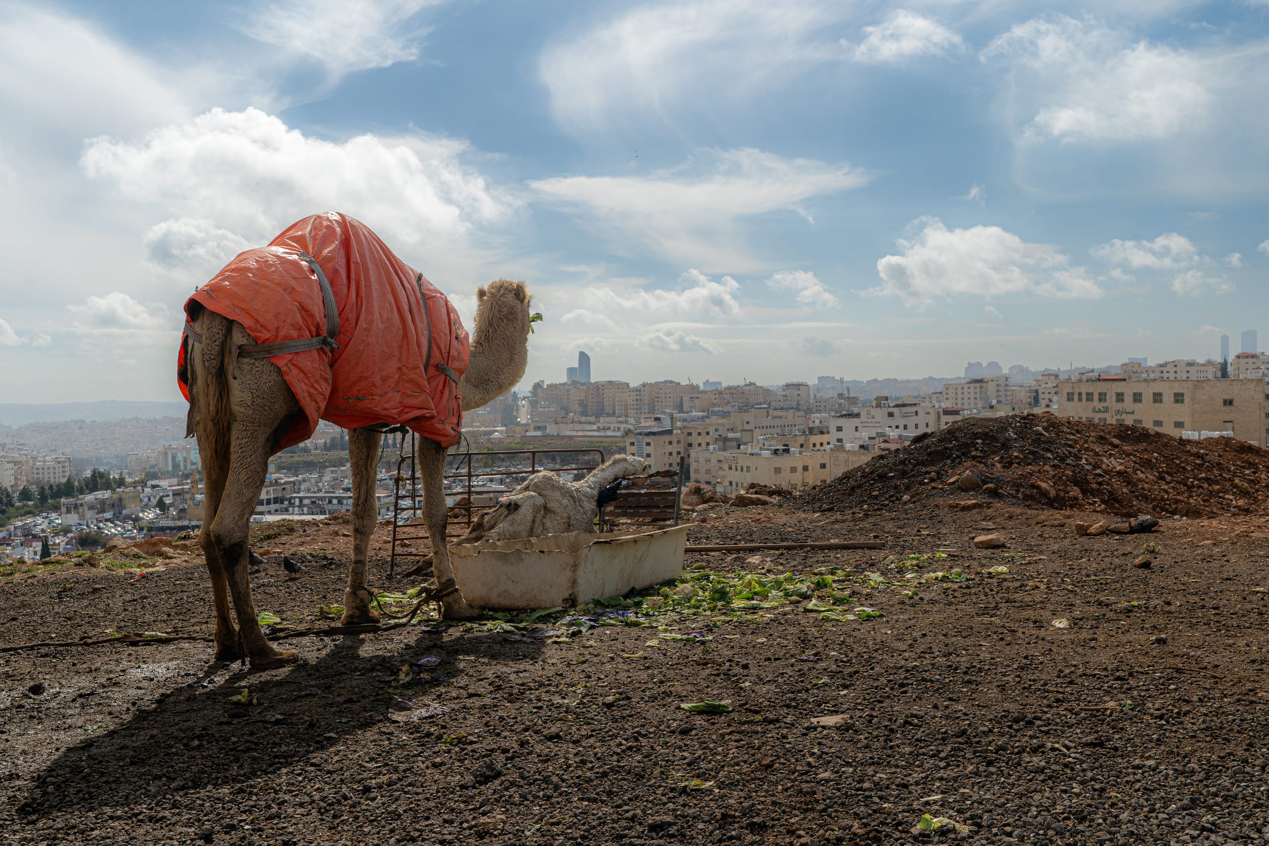 A camel draped in a bright orange cover stands on a dirt ridge eating greenery from a trough, with a dense urban skyline and cloudy sky in the background.