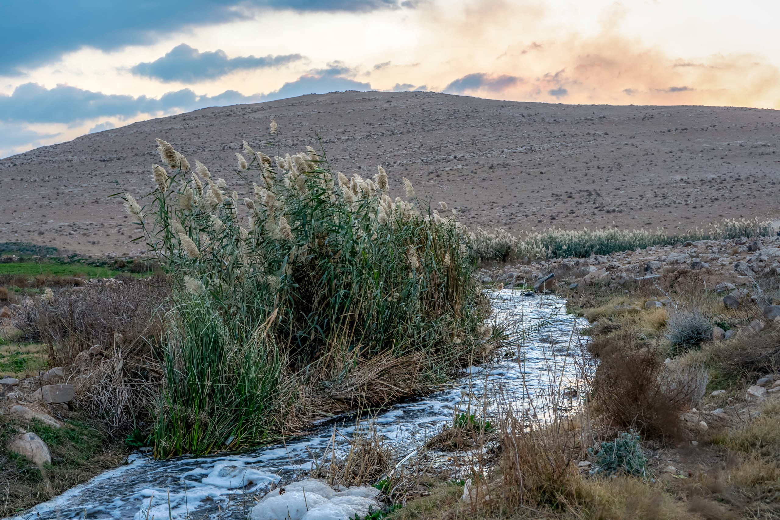 Feilds Plants Sunset, a fine-art photograph by Ali Abu Ras
