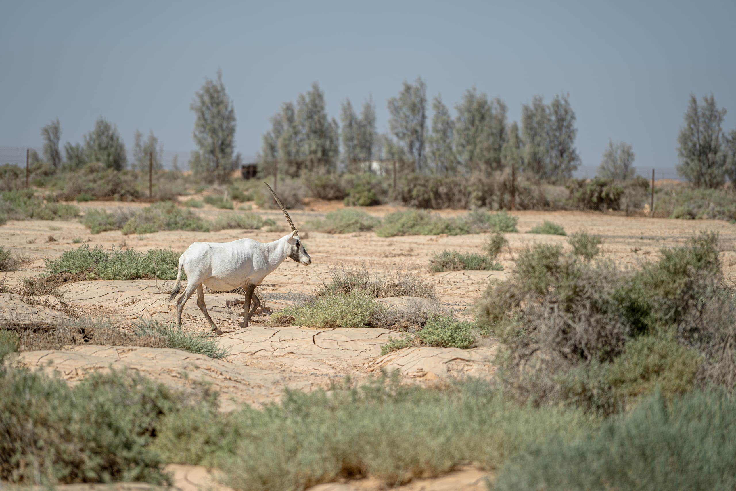 Untitled Study 001149, a fine-art photograph by Ali Abu Ras