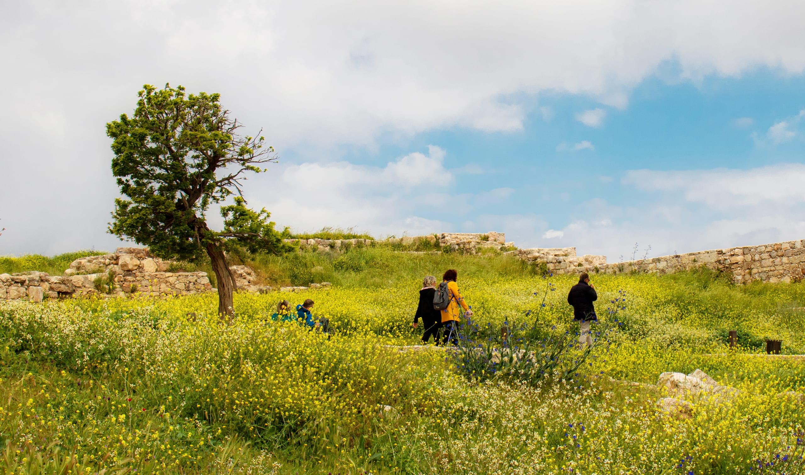 Amman Citadel Tree AND People Crousing, a fine-art photograph by Ali Abu Ras