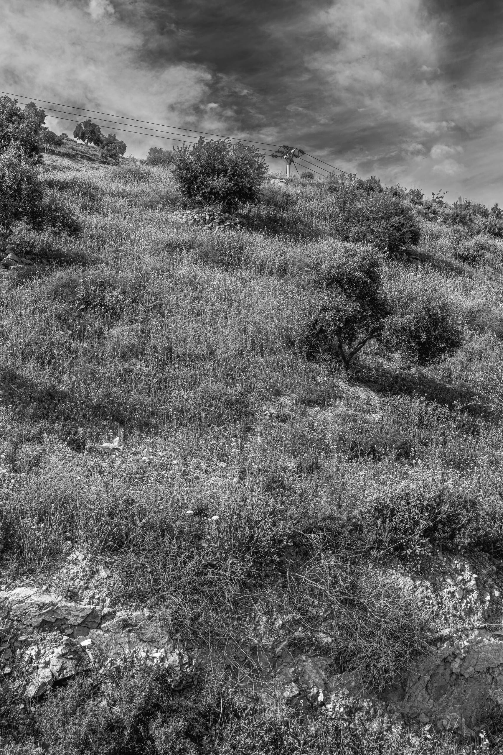 Flower Spring, a fine-art photograph by Ali Abu Ras