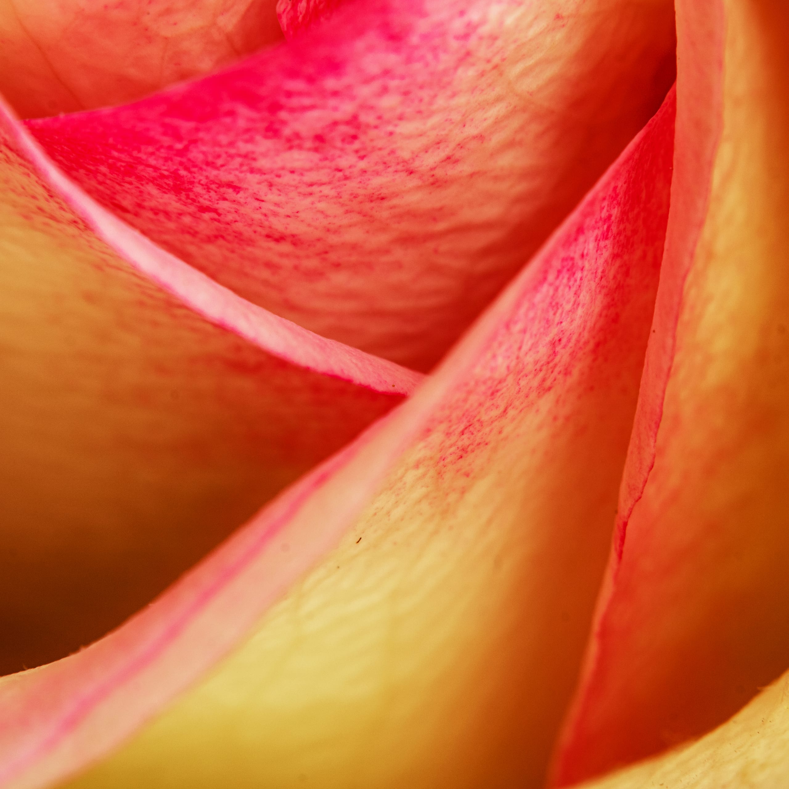 Stilllife Flower Rose 1, a fine-art photograph by Ali Abu Ras