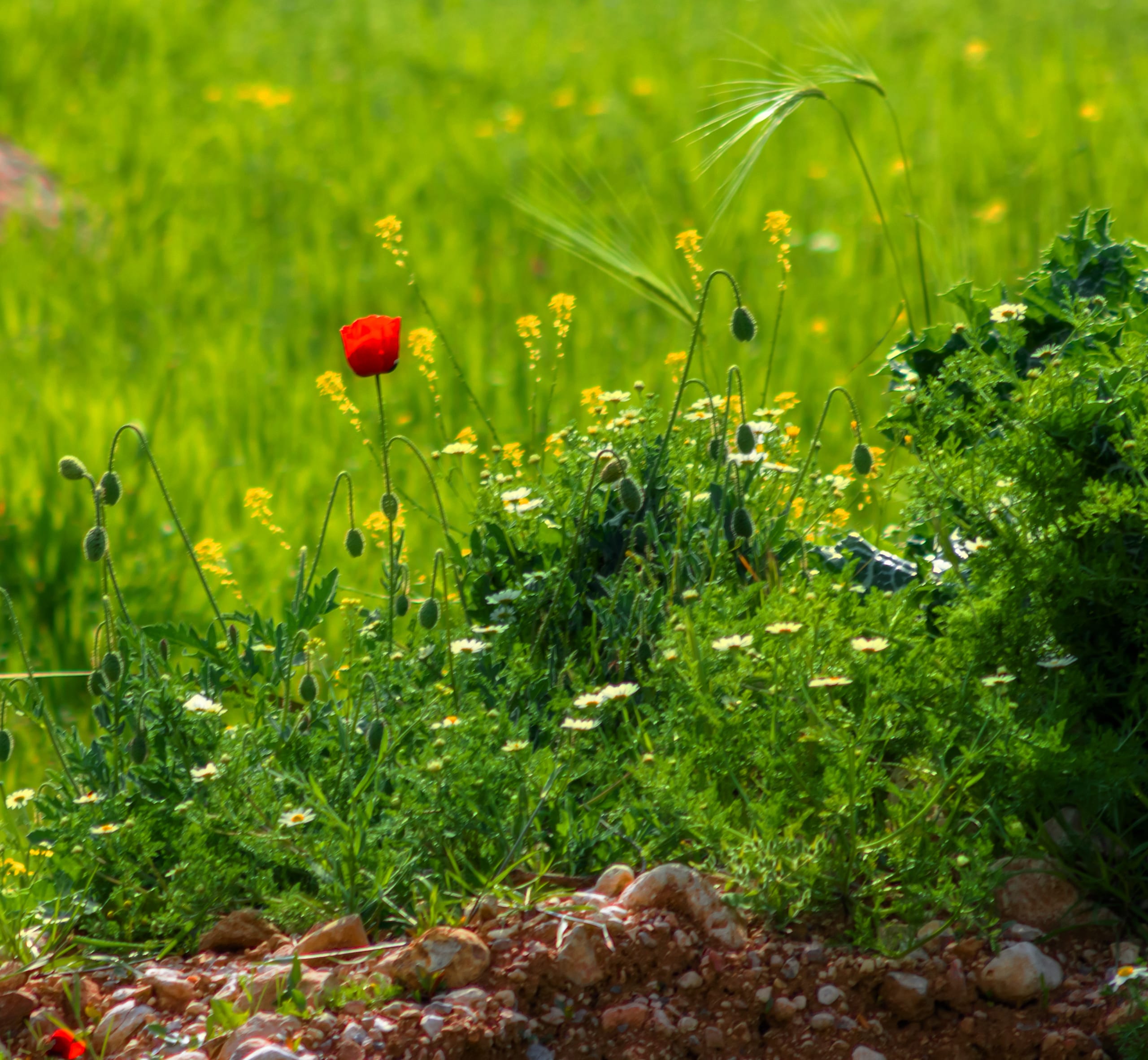 Landscap Anemone Between Green Feild, a fine-art photograph by Ali Abu Ras