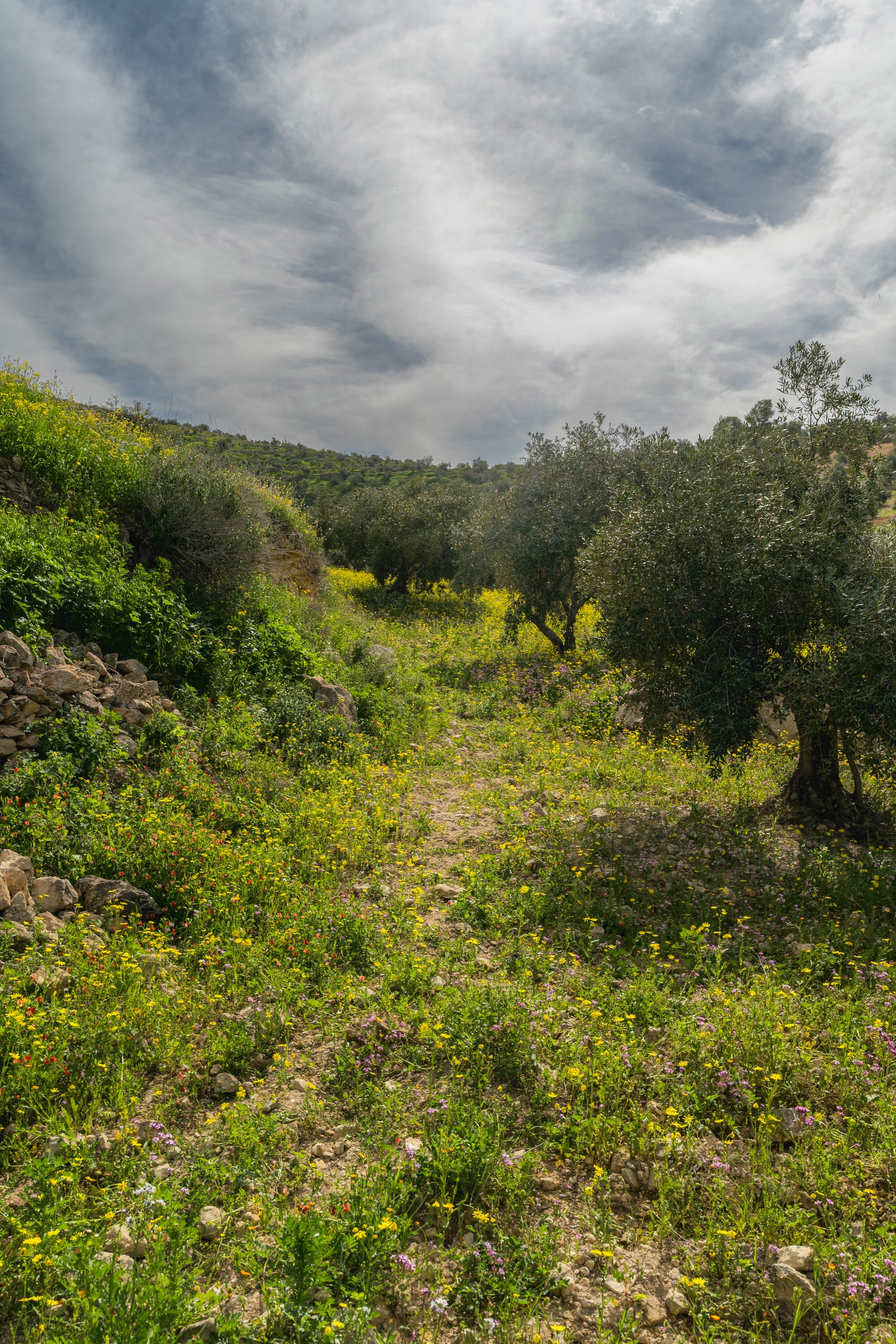 Flower Spring, a fine-art photograph by Ali Abu Ras