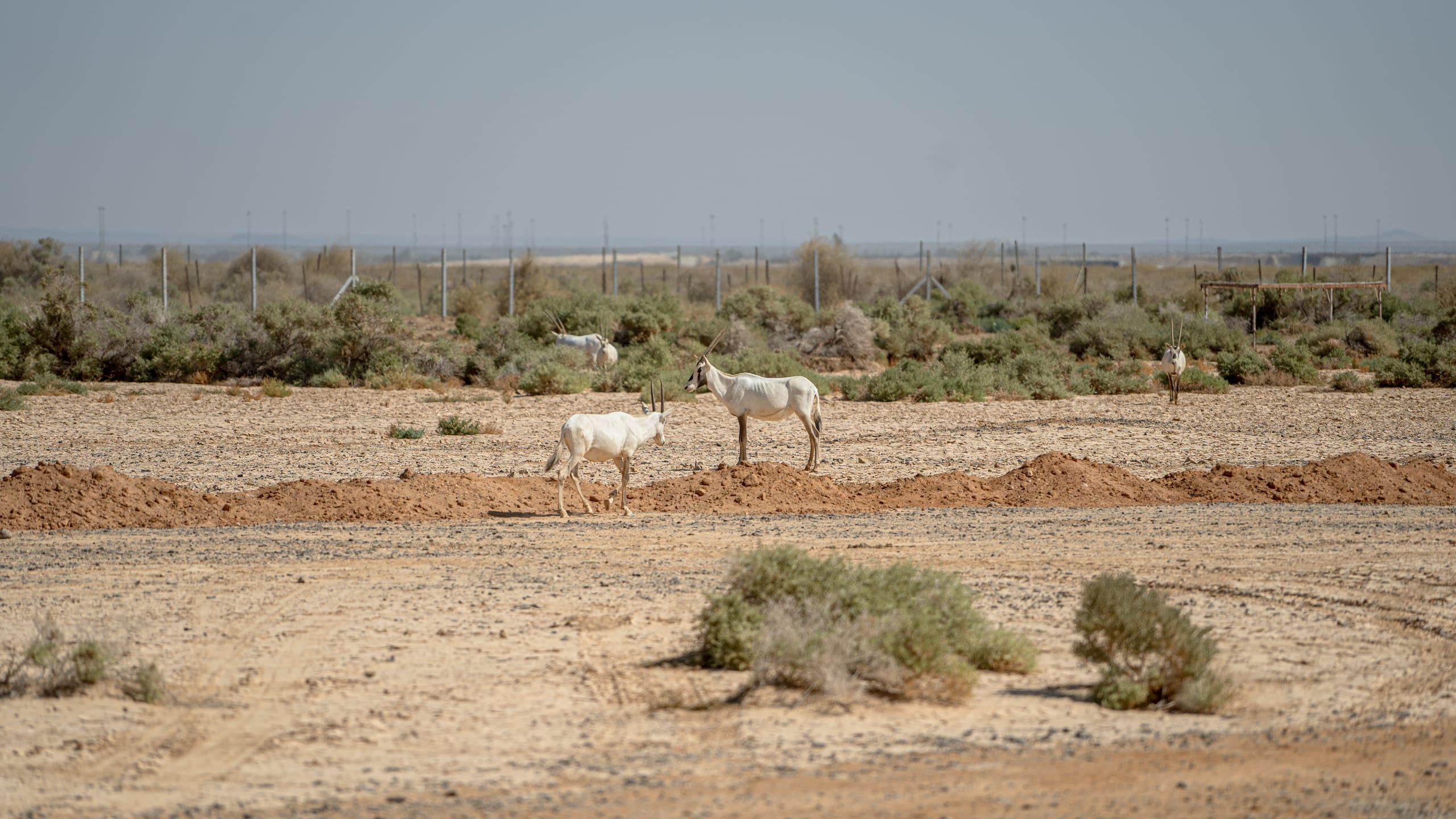 Untitled Study 001153, a fine-art photograph by Ali Abu Ras