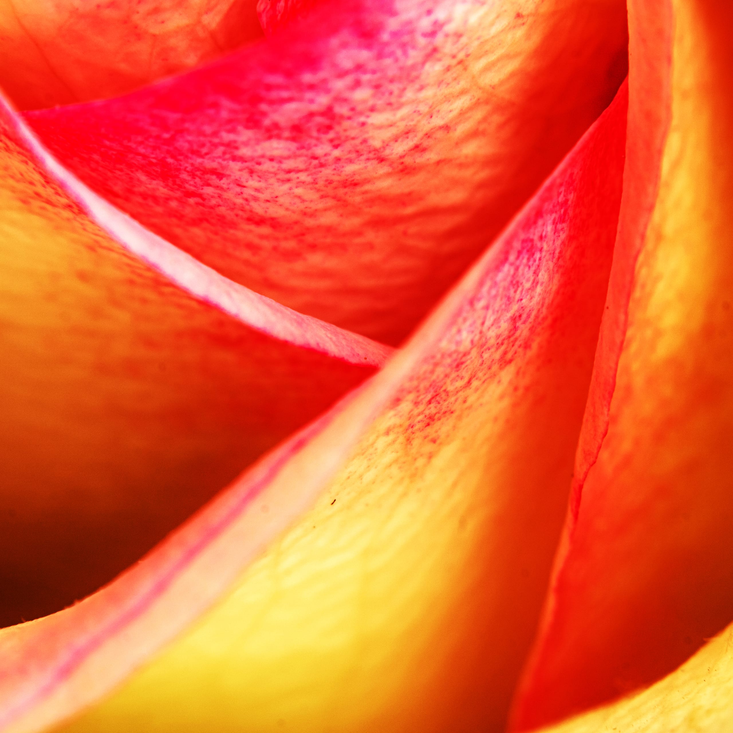 Stilllife Flower Rose, a fine-art photograph by Ali Abu Ras