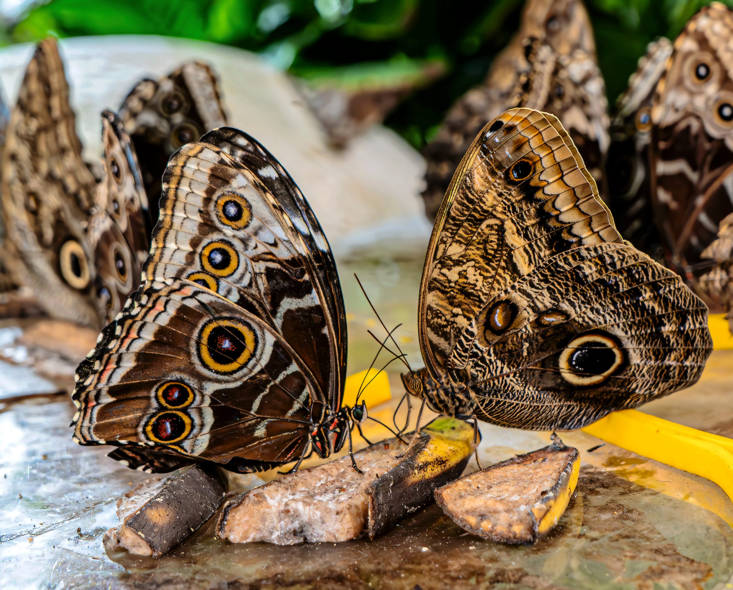 Two large brown butterflies with complex wing patterns and yellow-ringed eyespots feed on sliced fruit on a reflective surface, surrounded by several other out-of-focus butterflies in the background.