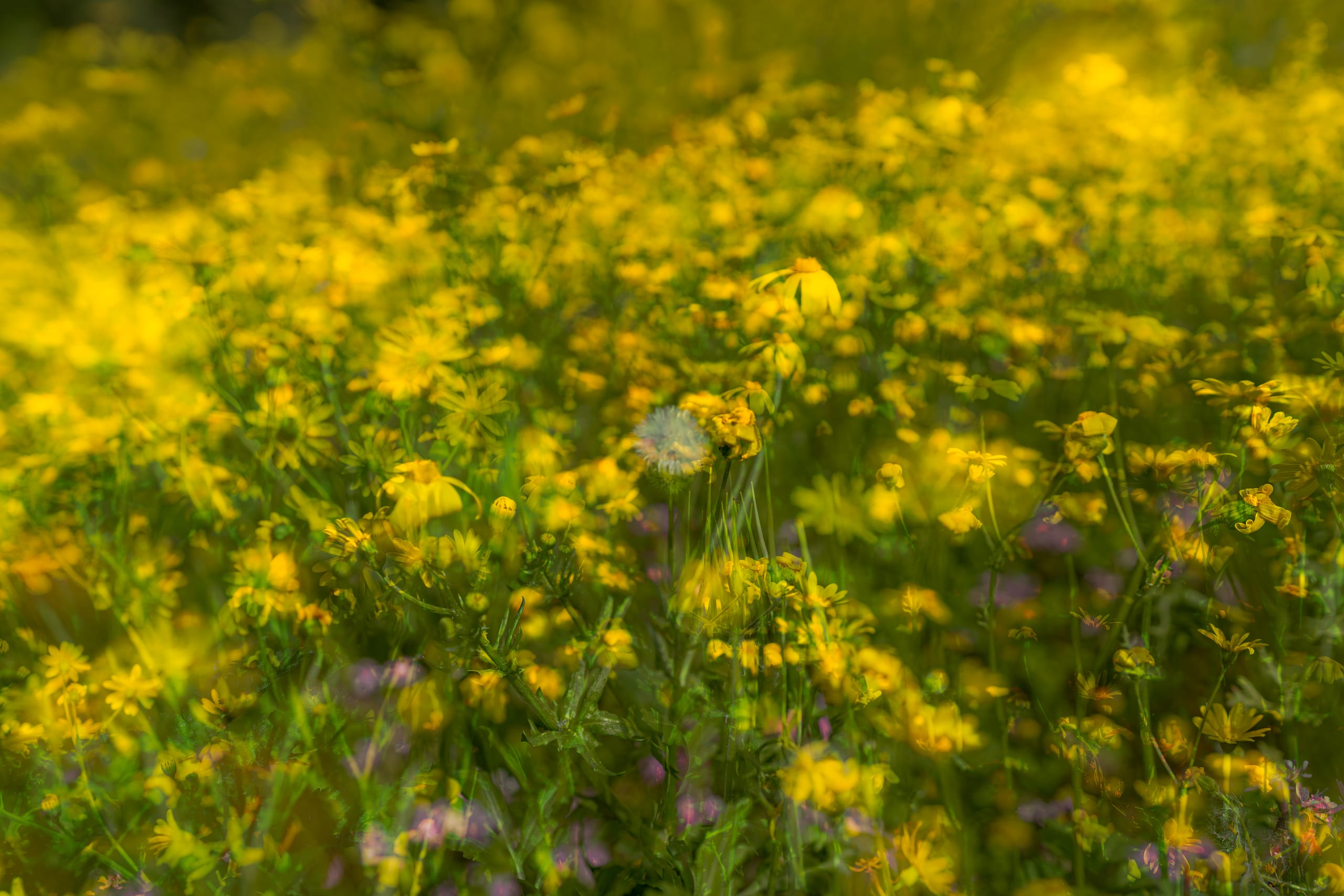 Flower Spring, a fine-art photograph by Ali Abu Ras